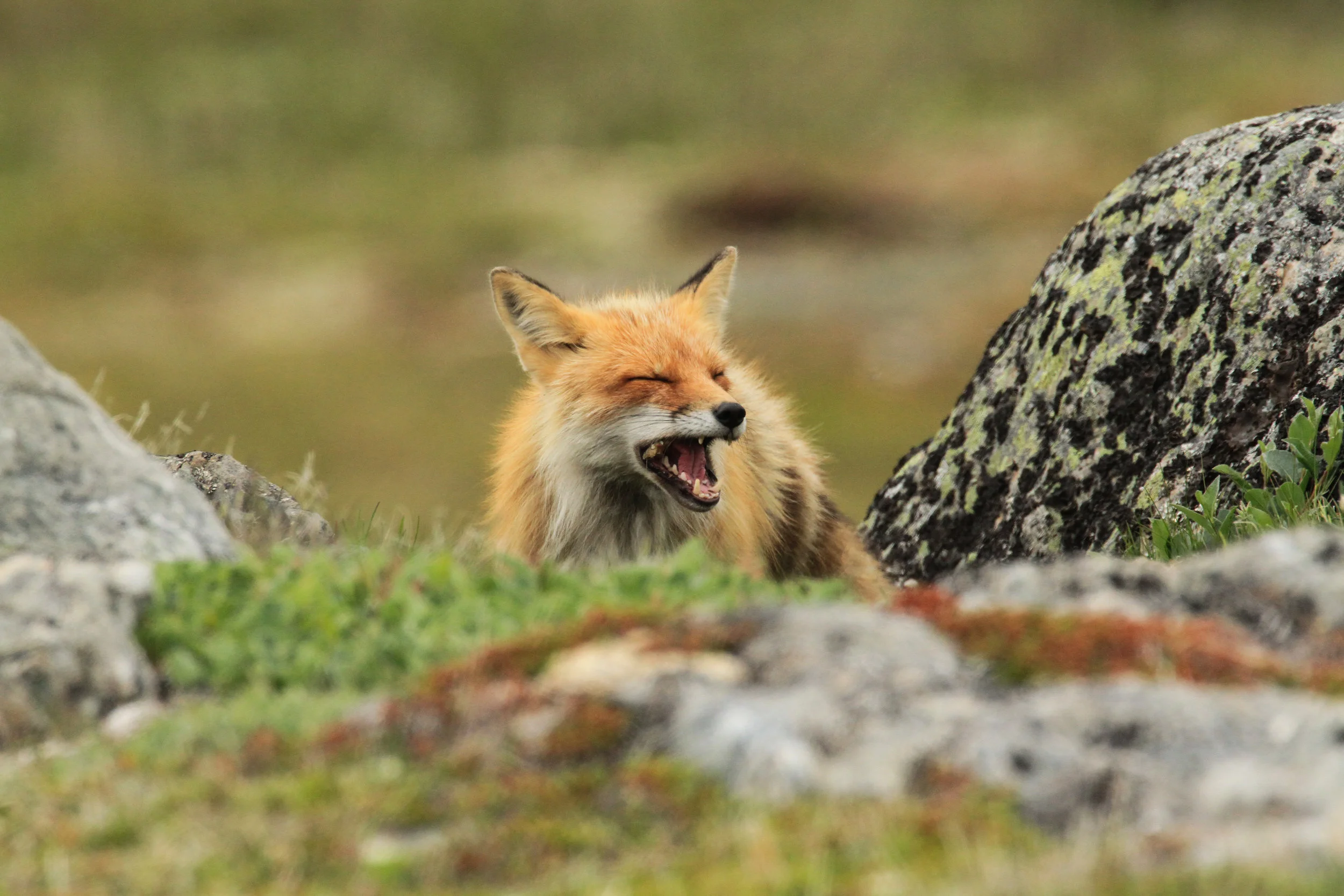  Red Fox, Newfoundland, Canada 