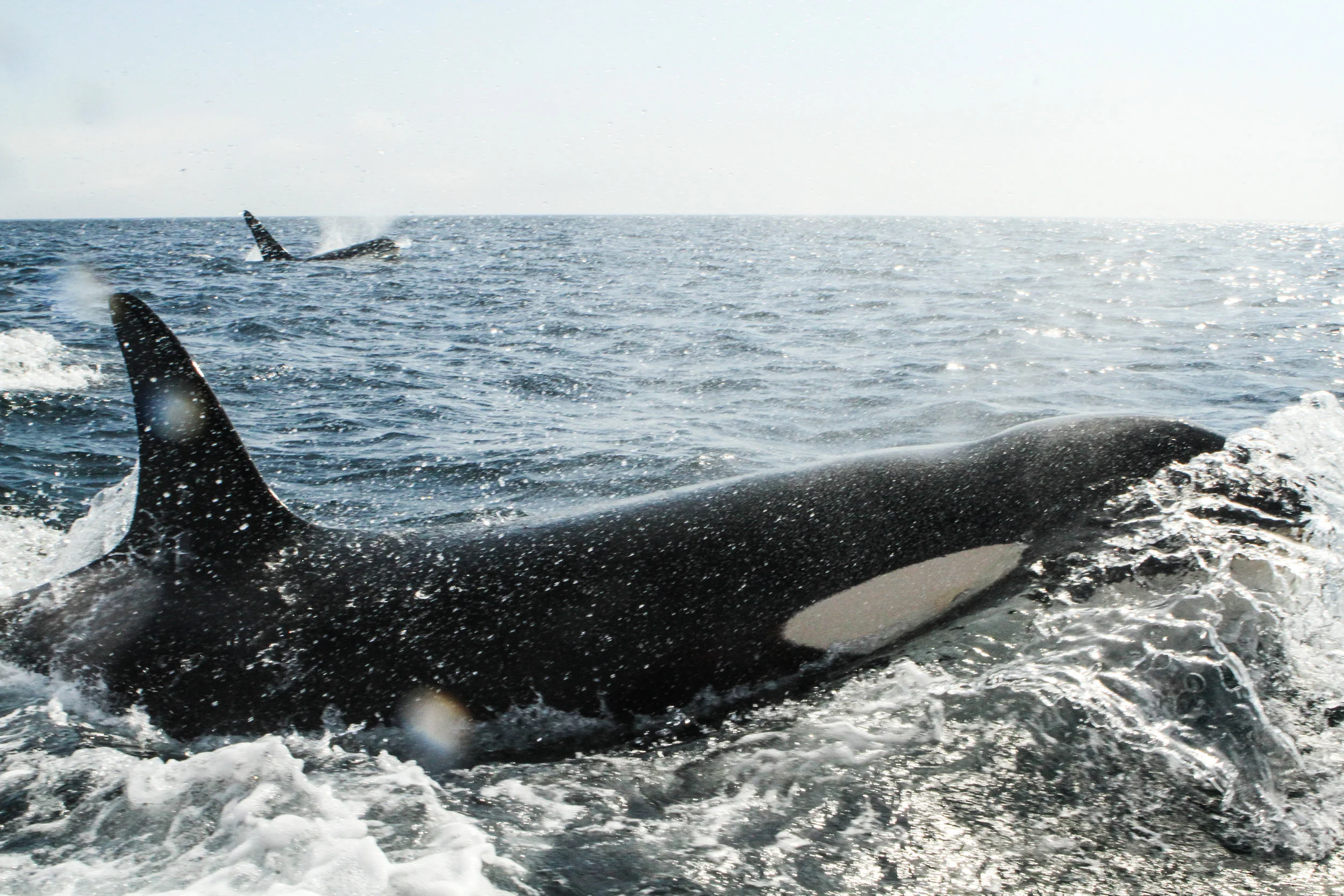  Killer Whale, Newfoundland, Canada. 