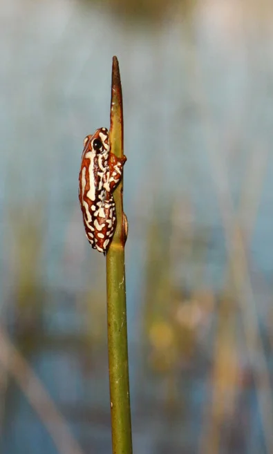  &nbsp;Painted Reed Frog, Okavango Delta, Botswana, Africa. 