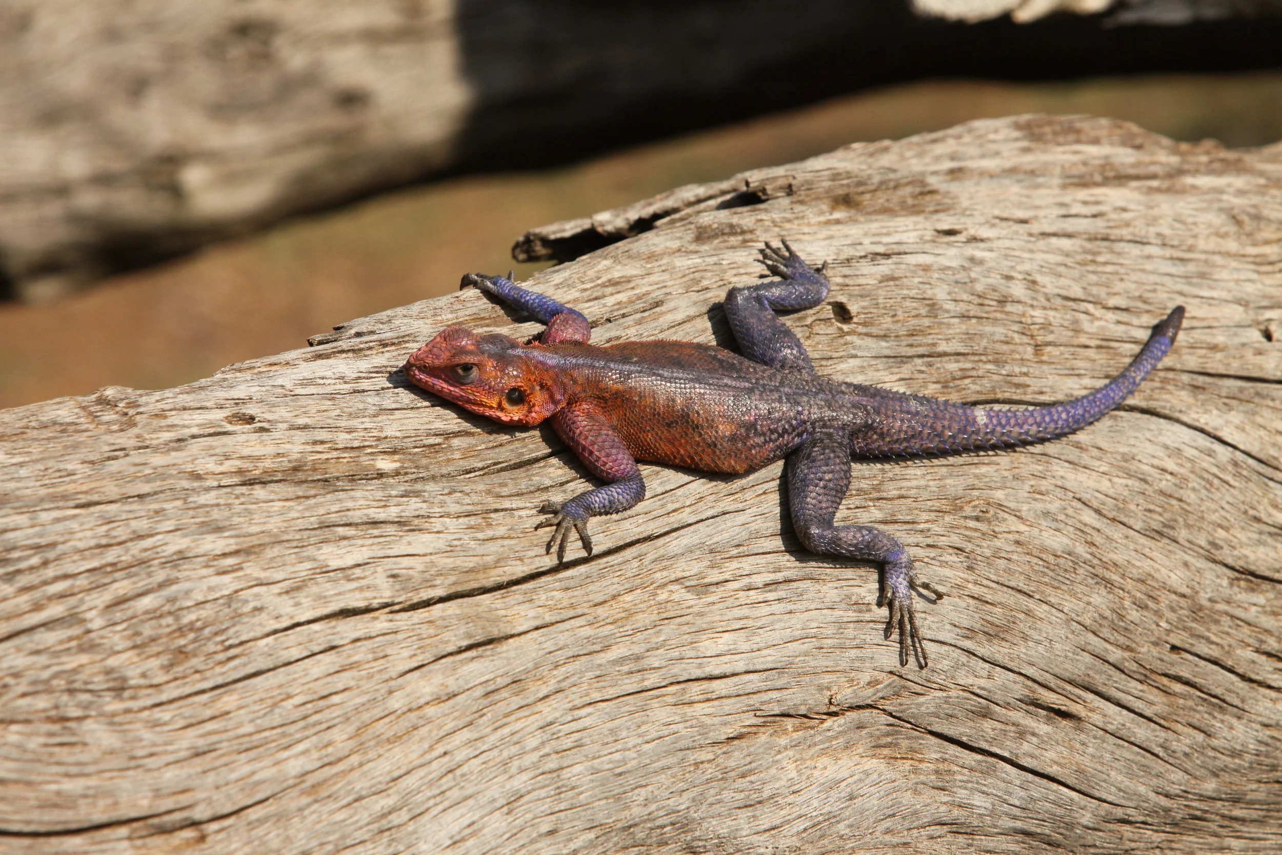 Agama Lizard, (m) Africa. 