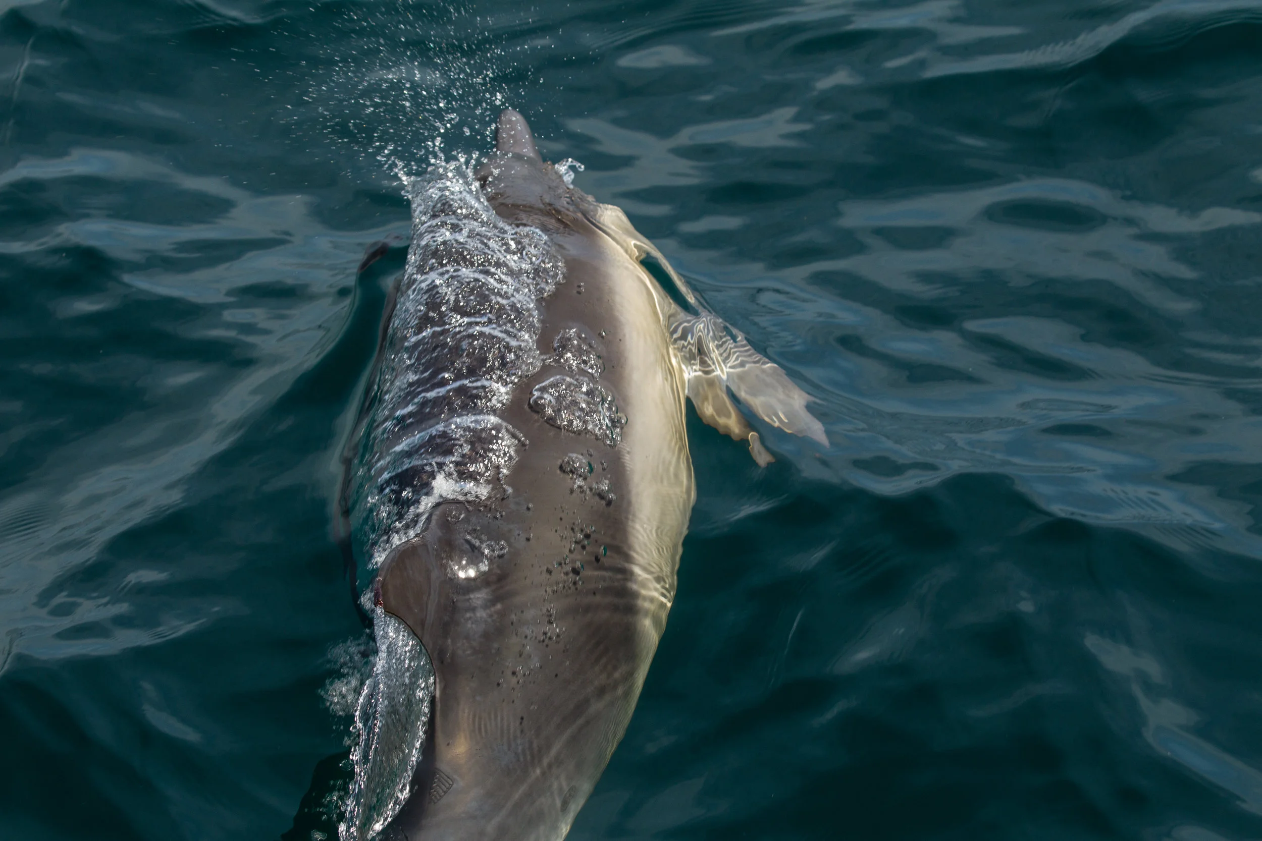  Long Nose Dolphin, off of Newport Beach, Ca. 