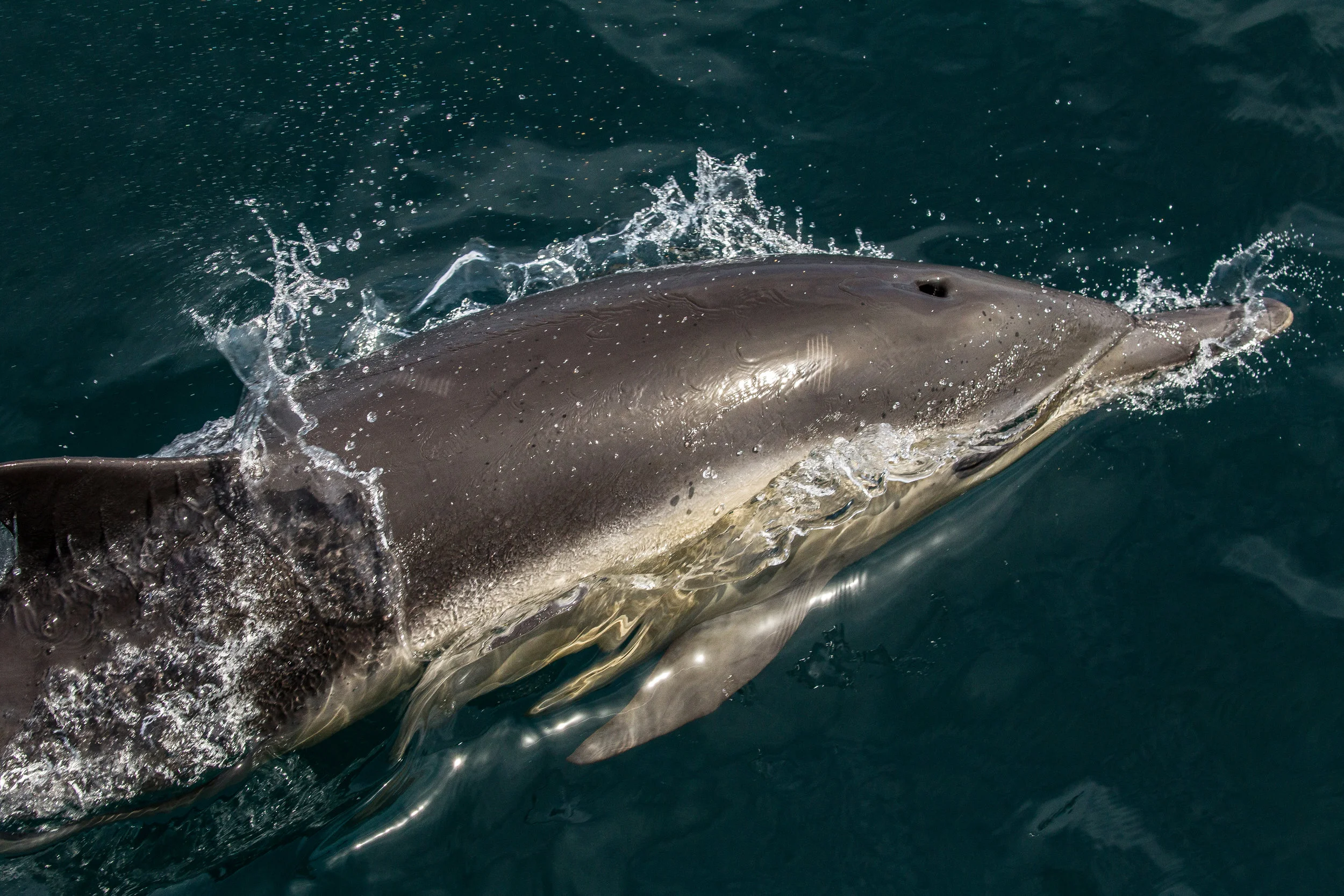 Long Nose Dolphin, off of Newport Beach, Ca. 