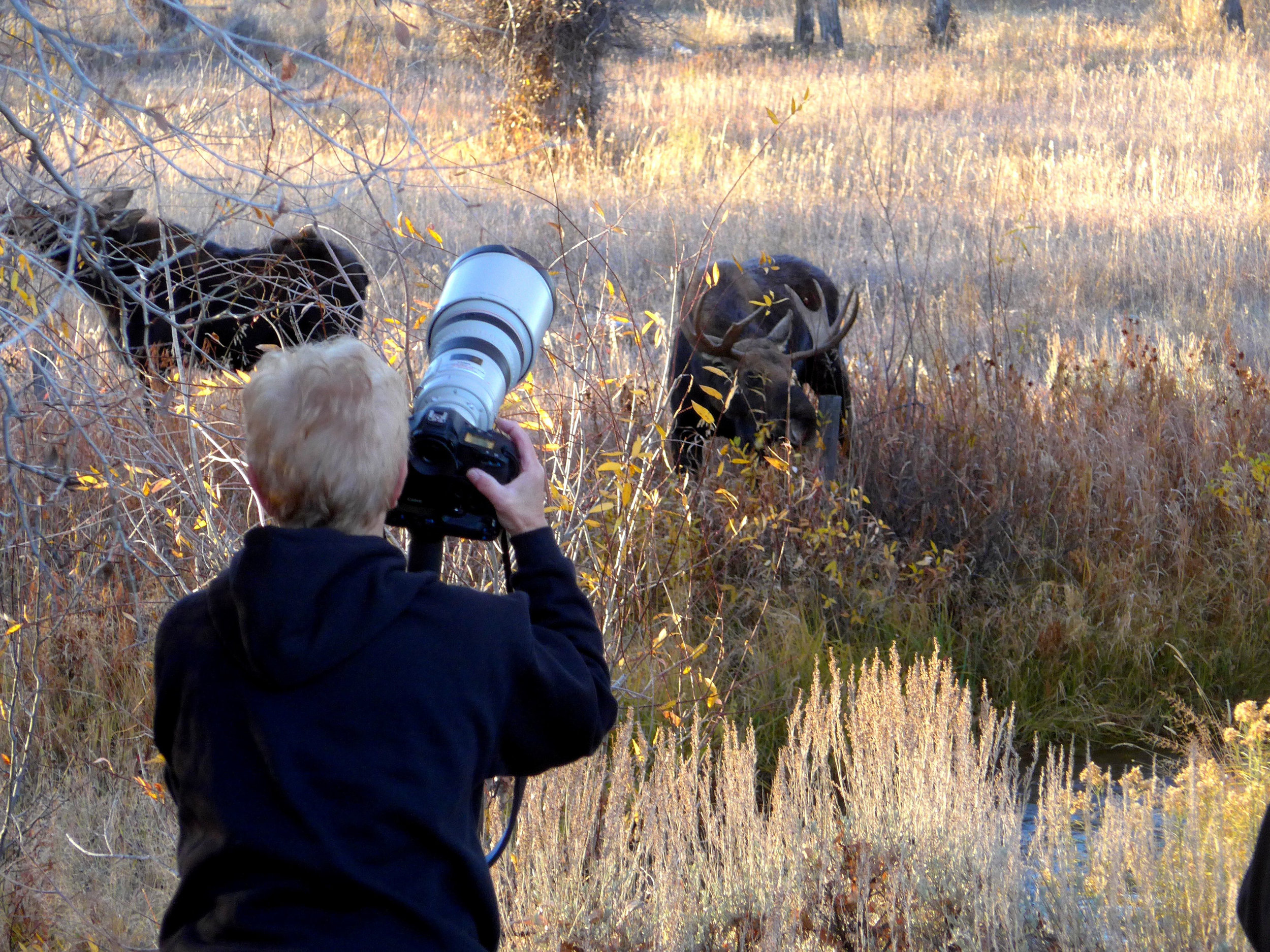  Shooting moose. Grand Tetons, Wy. 