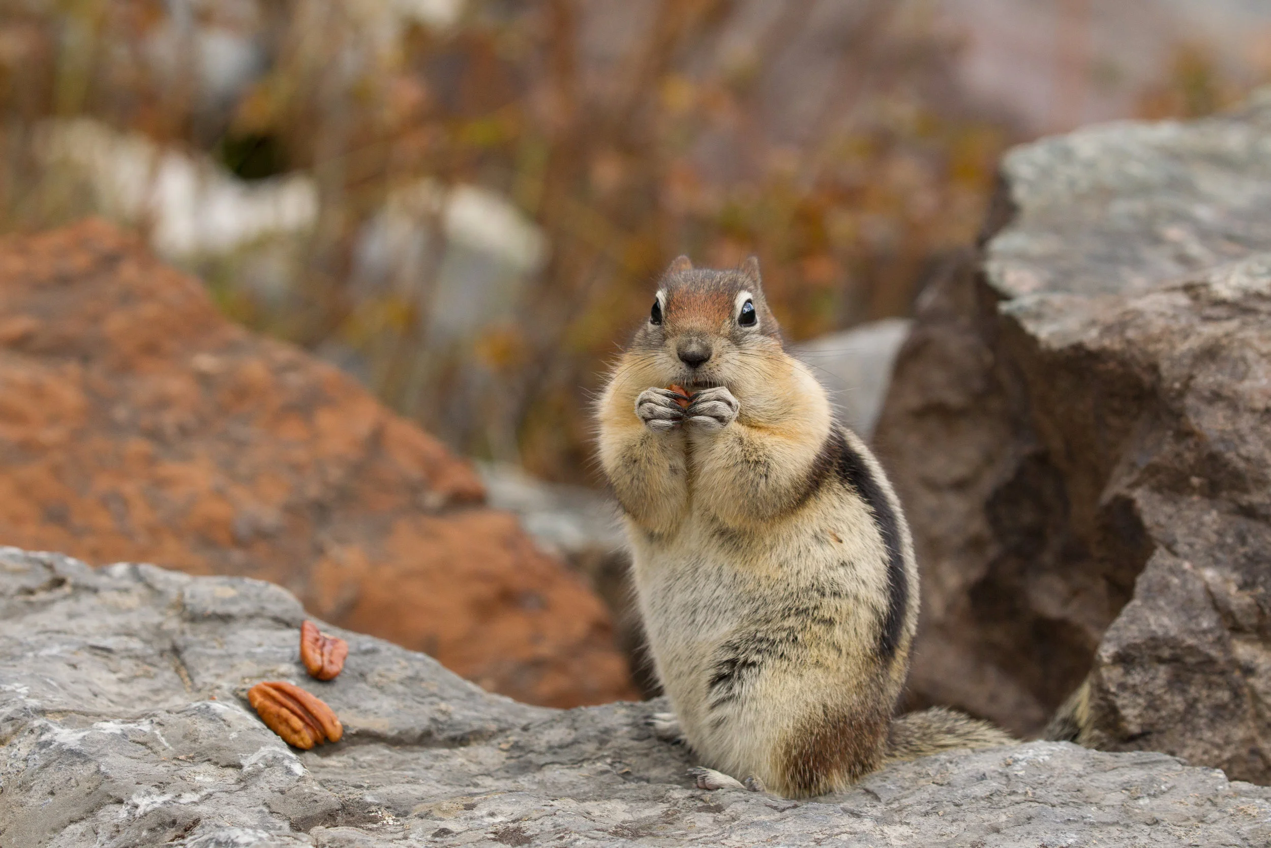  Golden-mantled Ground Squirrel. Lake Louise, Alberta, Canada. 