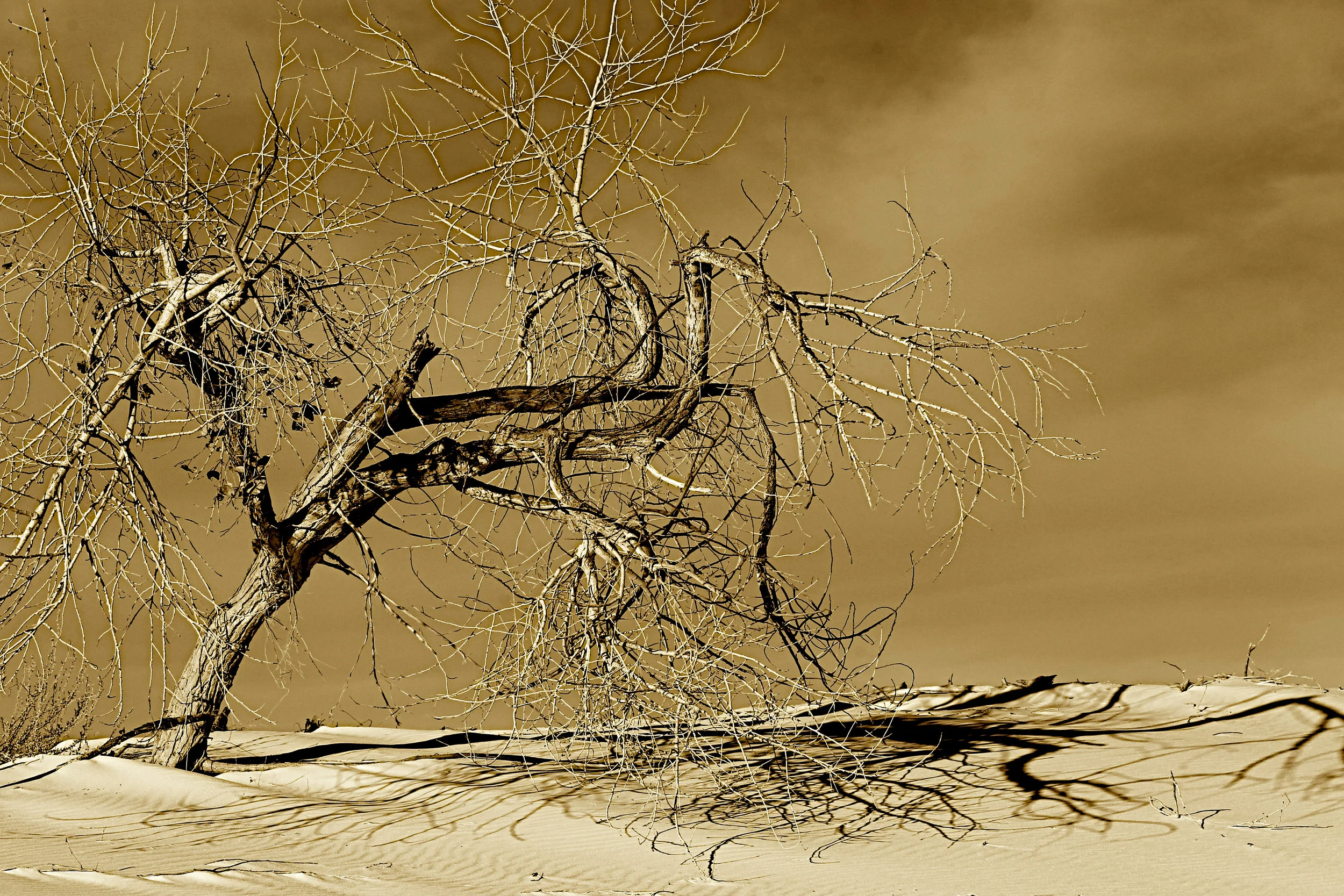  White Sands National Monument, New Mexico. 