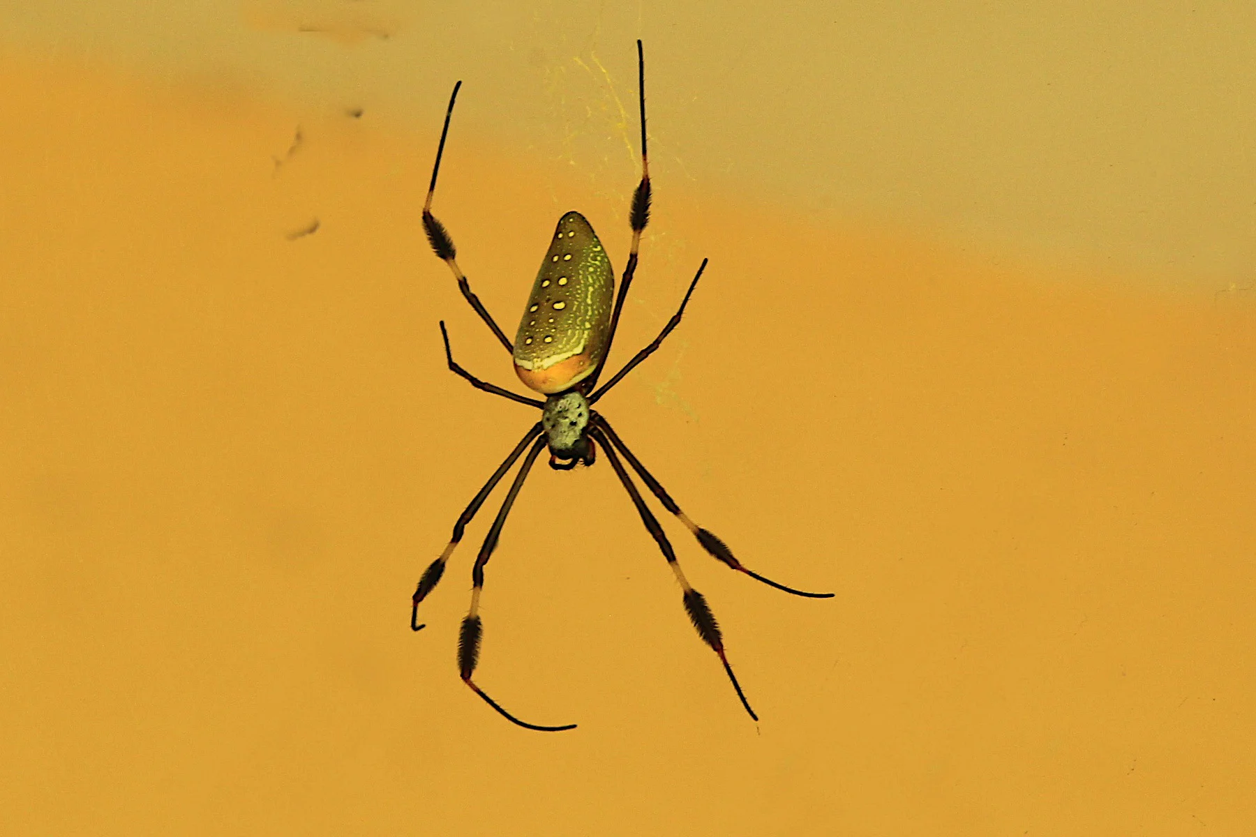  Golden Orb Spider, Costa Rica. 