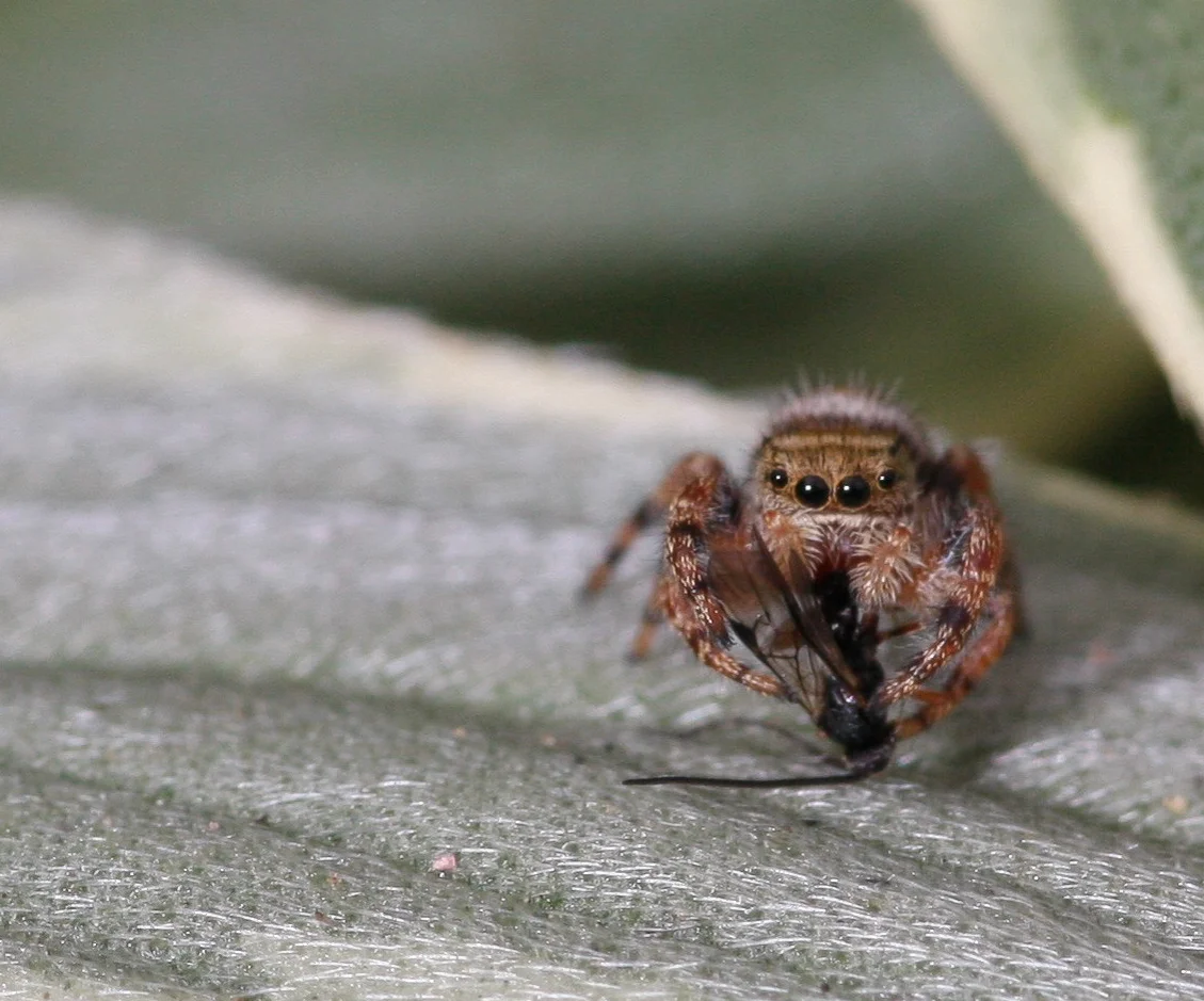  Jumping Spider. Check out his eyes. (he also has a pair of eyes on top of his head.) 