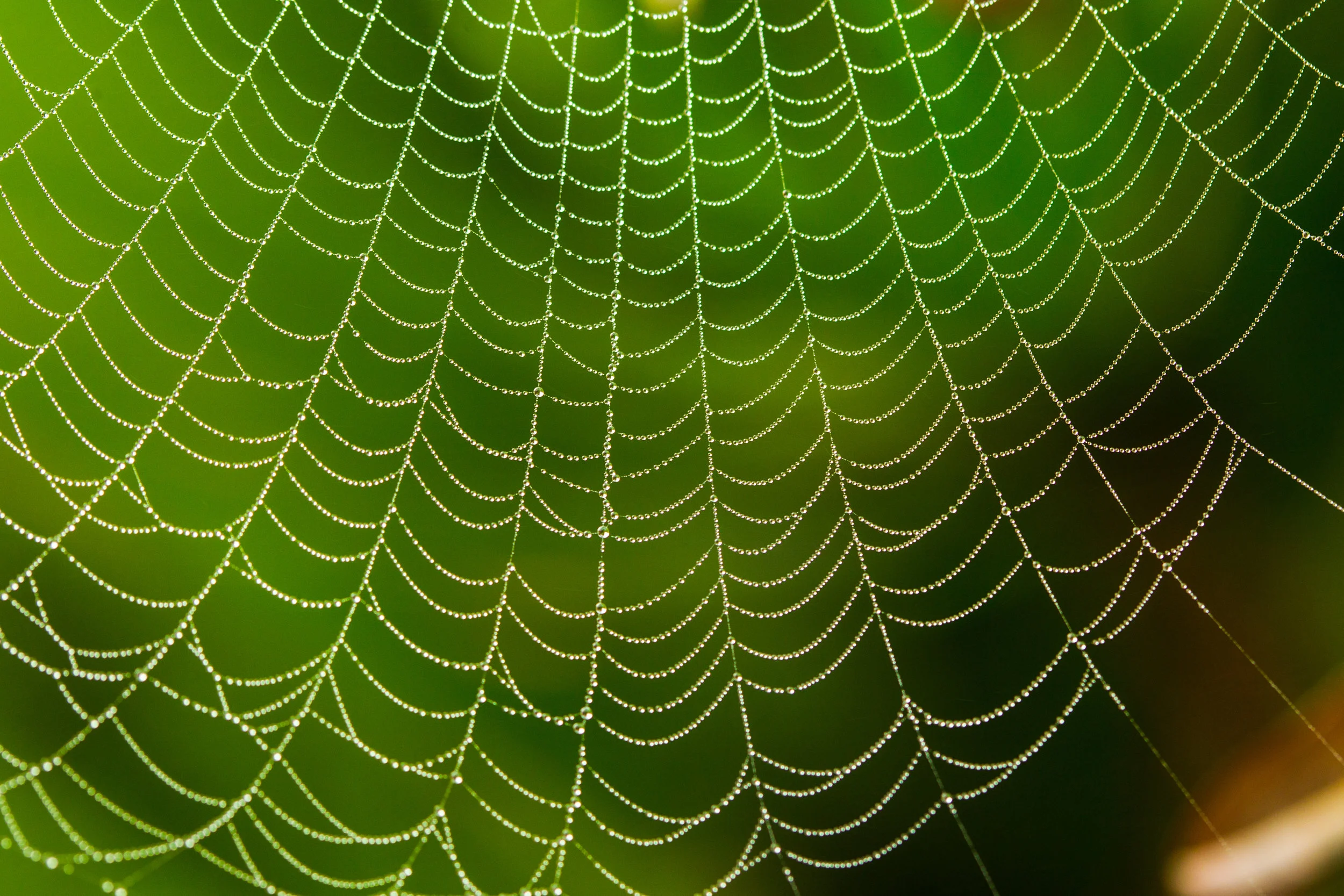  Spider Web. 