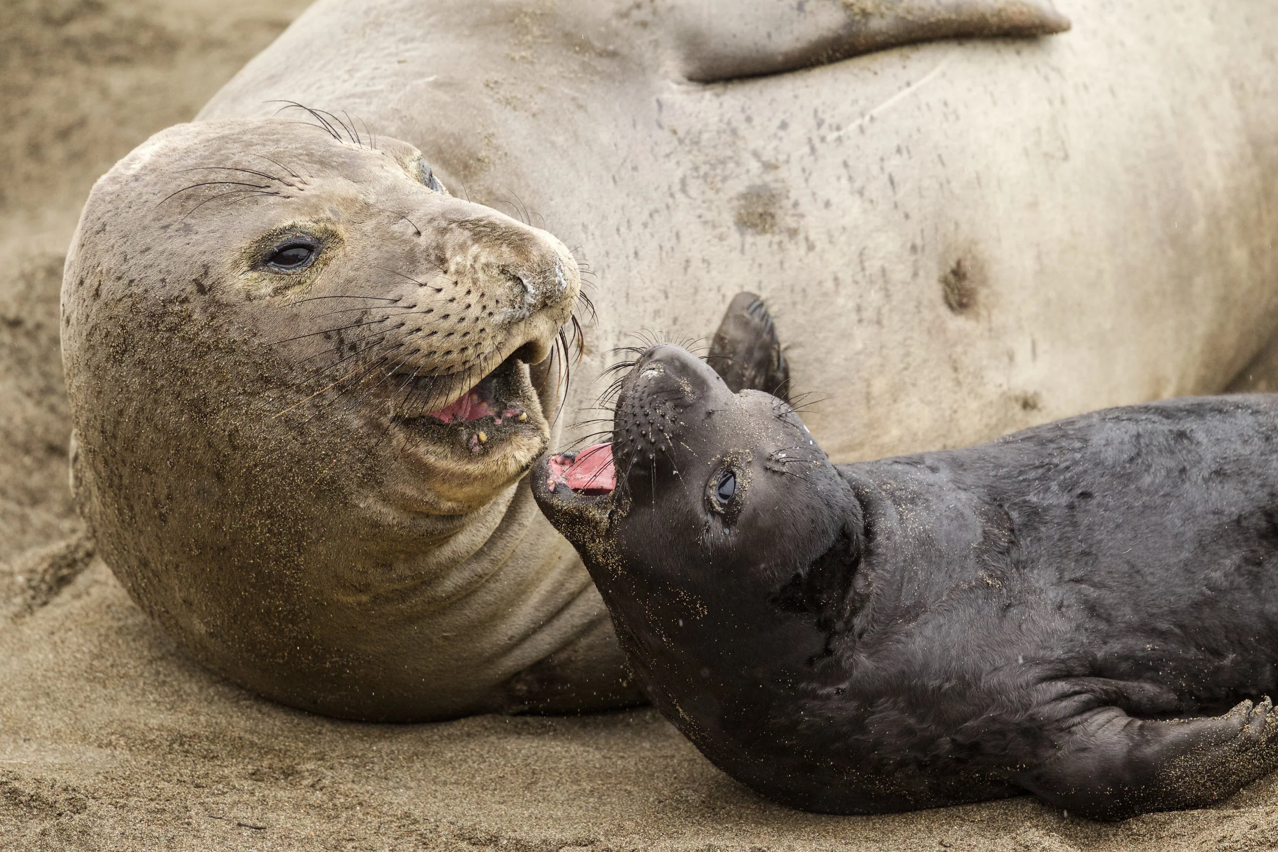  Elephant Seals, mom and baby. Near Cambria, Ca. 