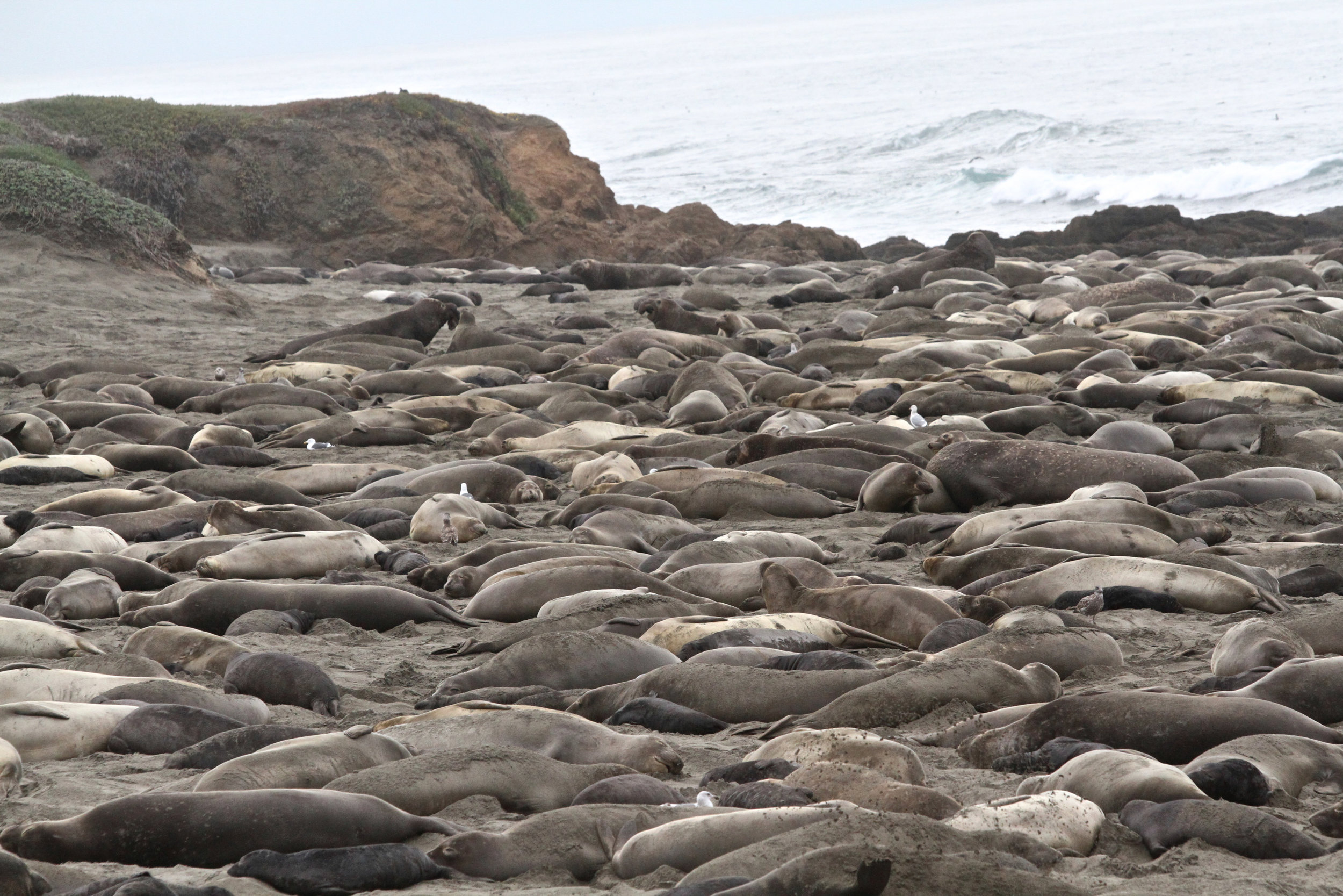  Thousands of Elephant Seals, near Cambria, Ca. 