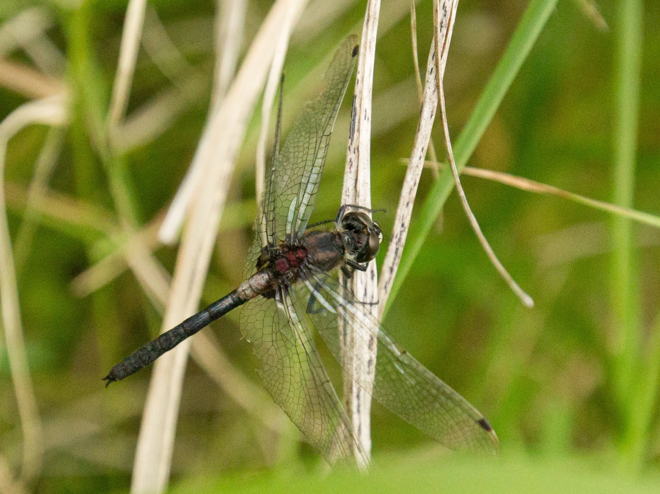  Dragonfly, Minnesota.    