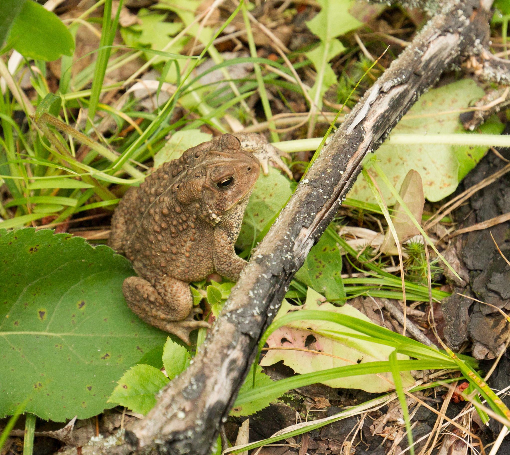  American Toad in &nbsp;Northern Minnasota. 