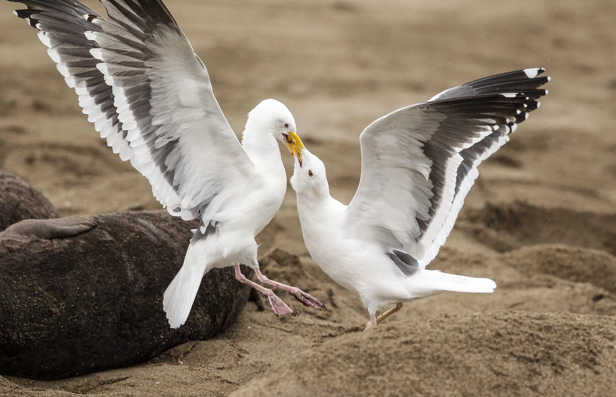 California Gulls. &nbsp;California coast. 