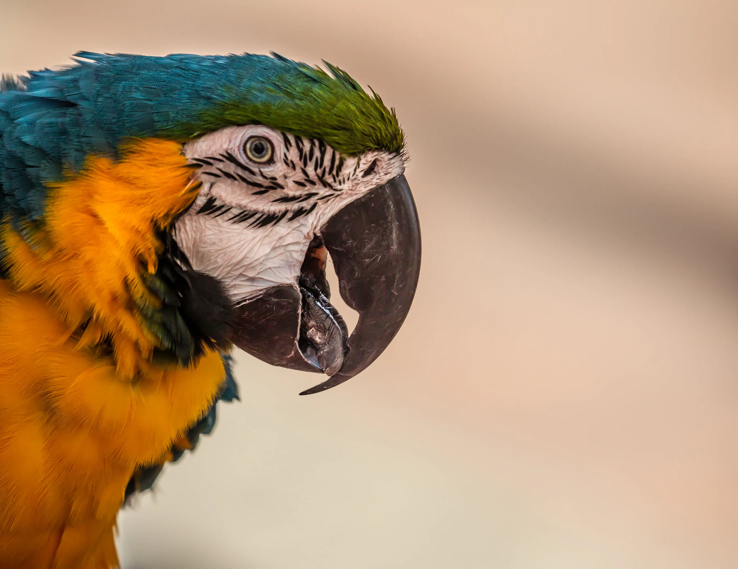  Blue and Gold Macaw.( someones pet, Catalina, California) 
