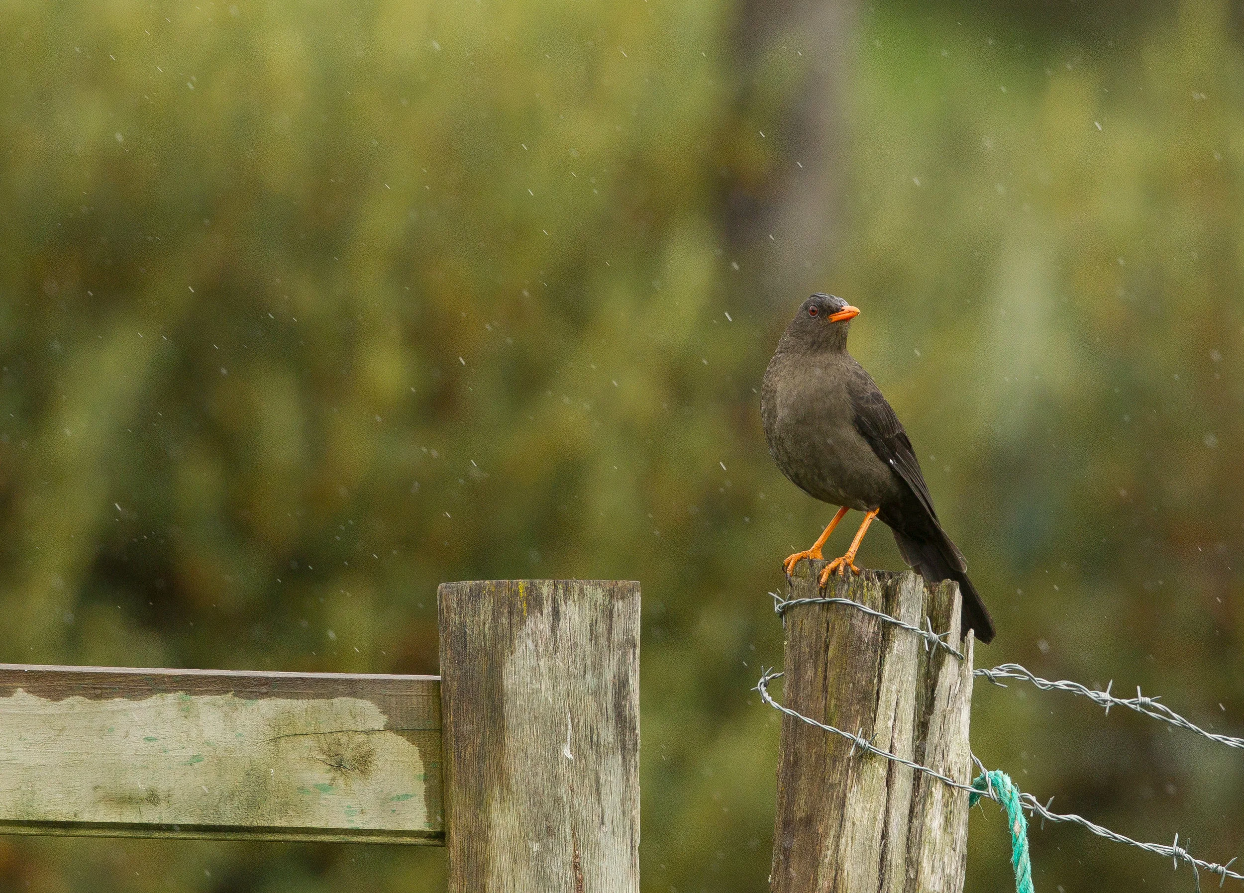  Chiguanco Thrush, Eucador. 