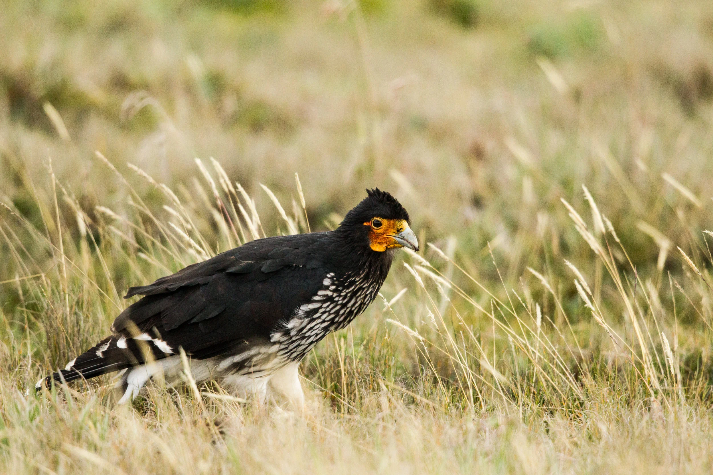  Carunculated Caracara, Ecuador. 