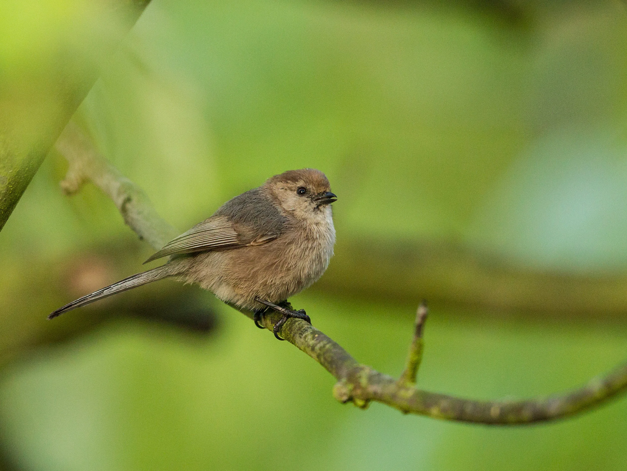 Bushtit, California 