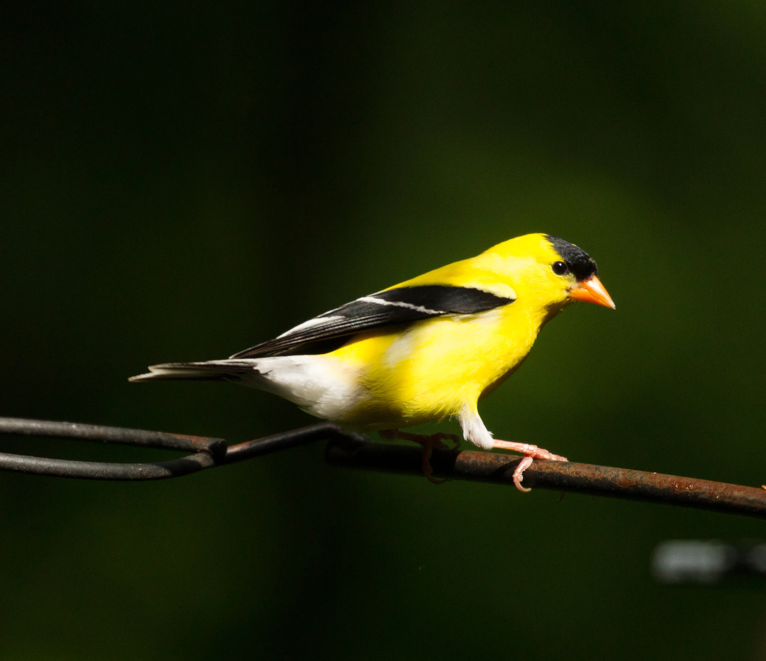  American Goldfinch. Minnesota 