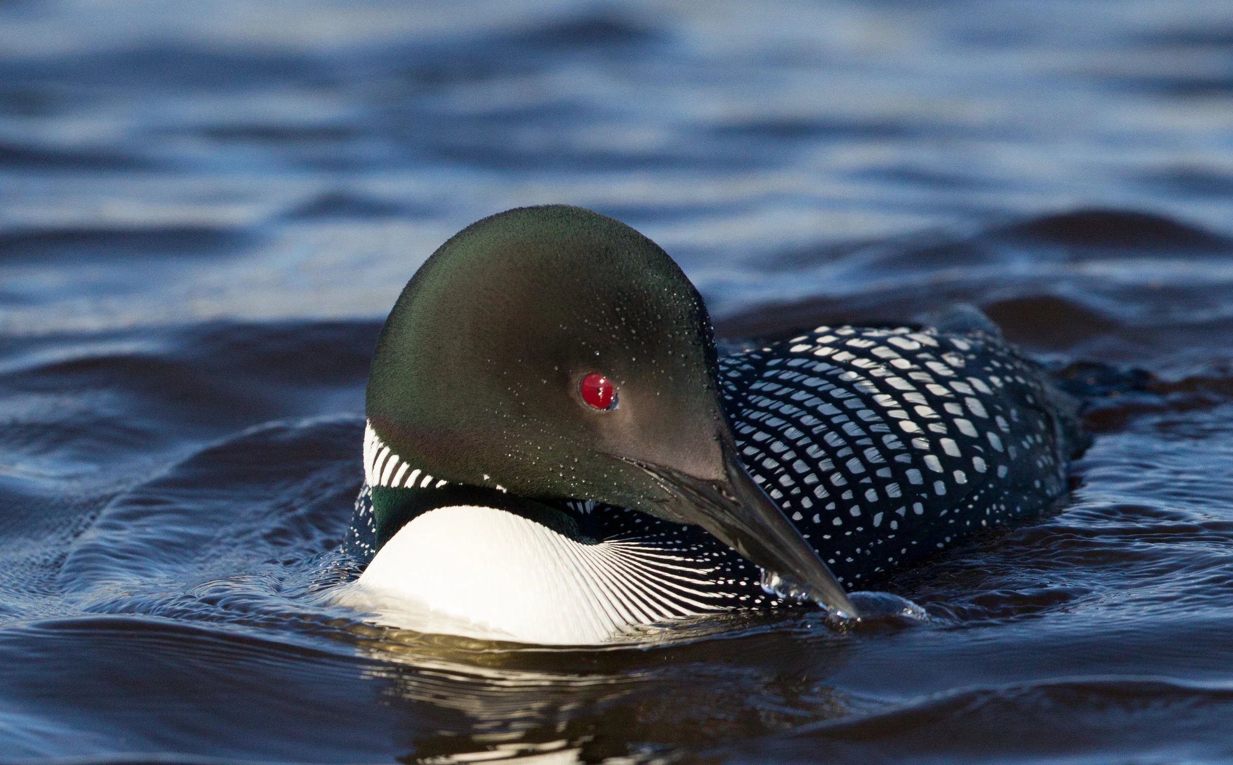  Common Loon, Minnesota. 
