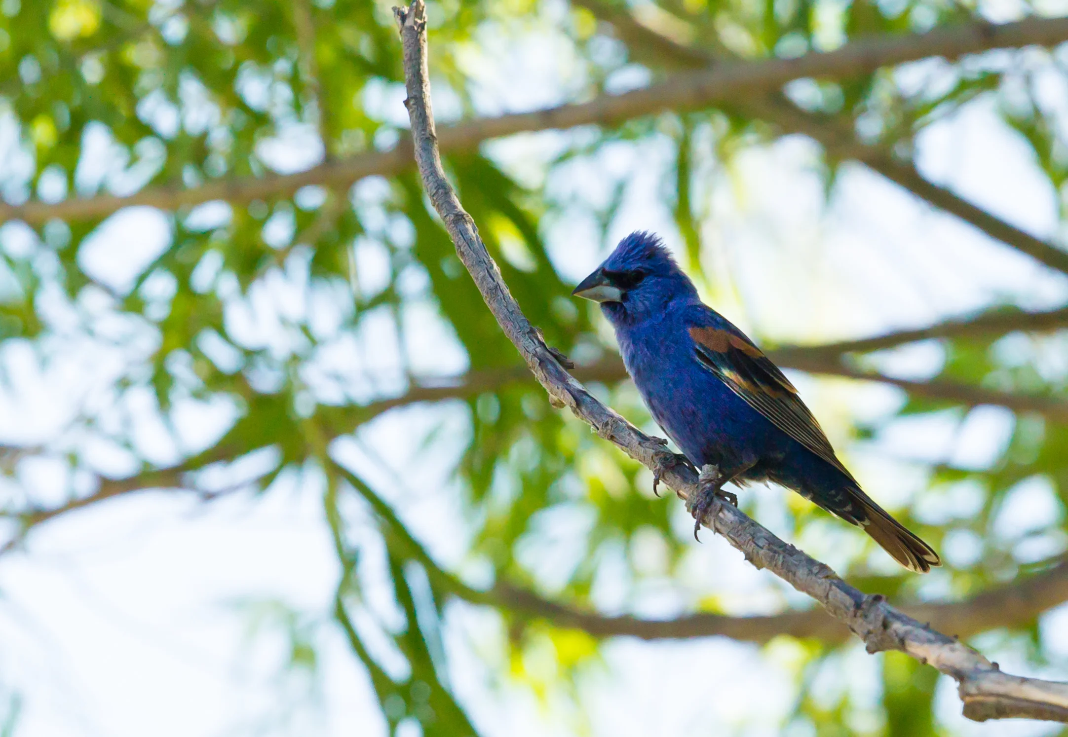  Blue Grosbeak, New Mexico. 
