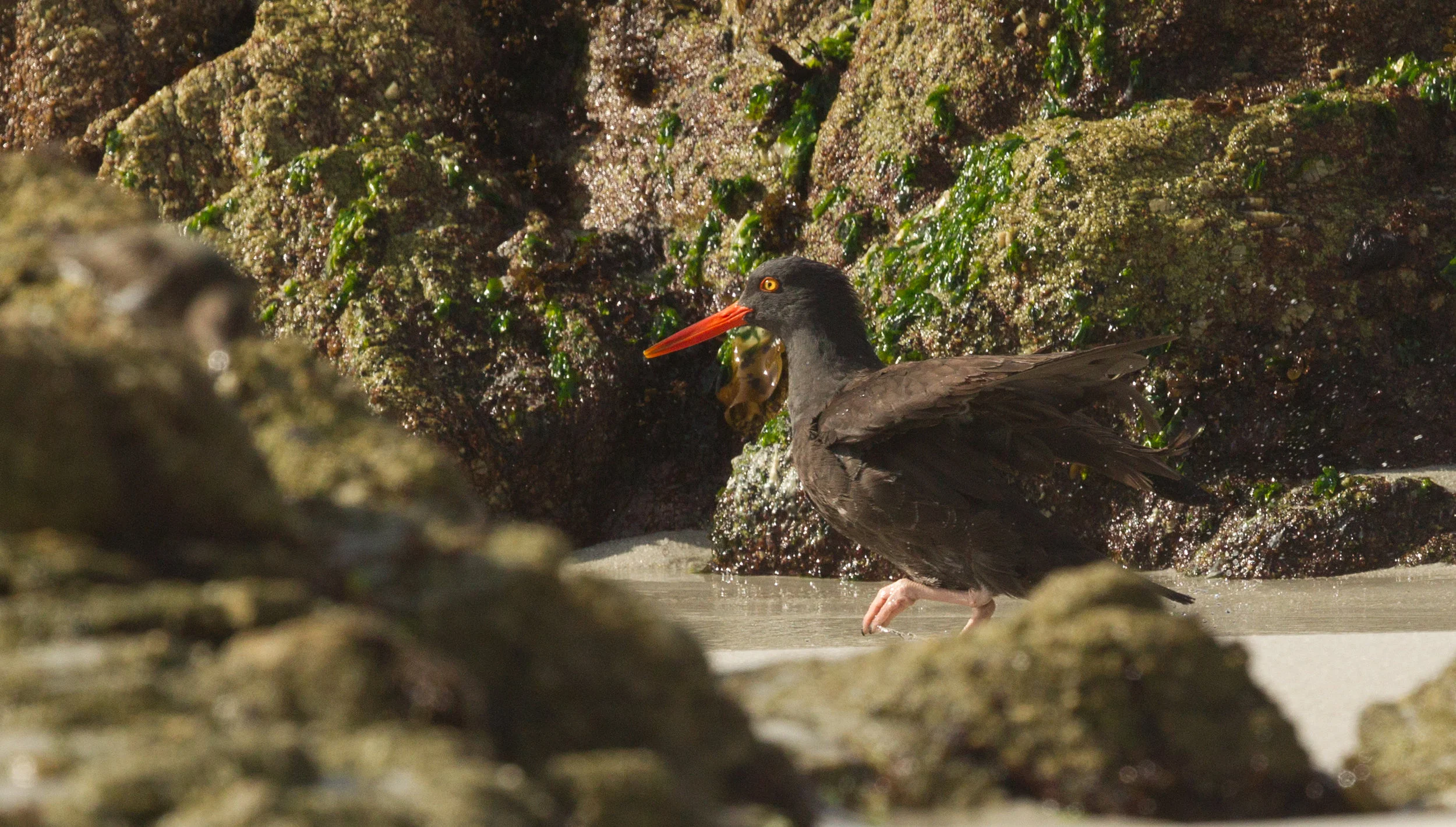  Black Oystercatcher, California Coast. 