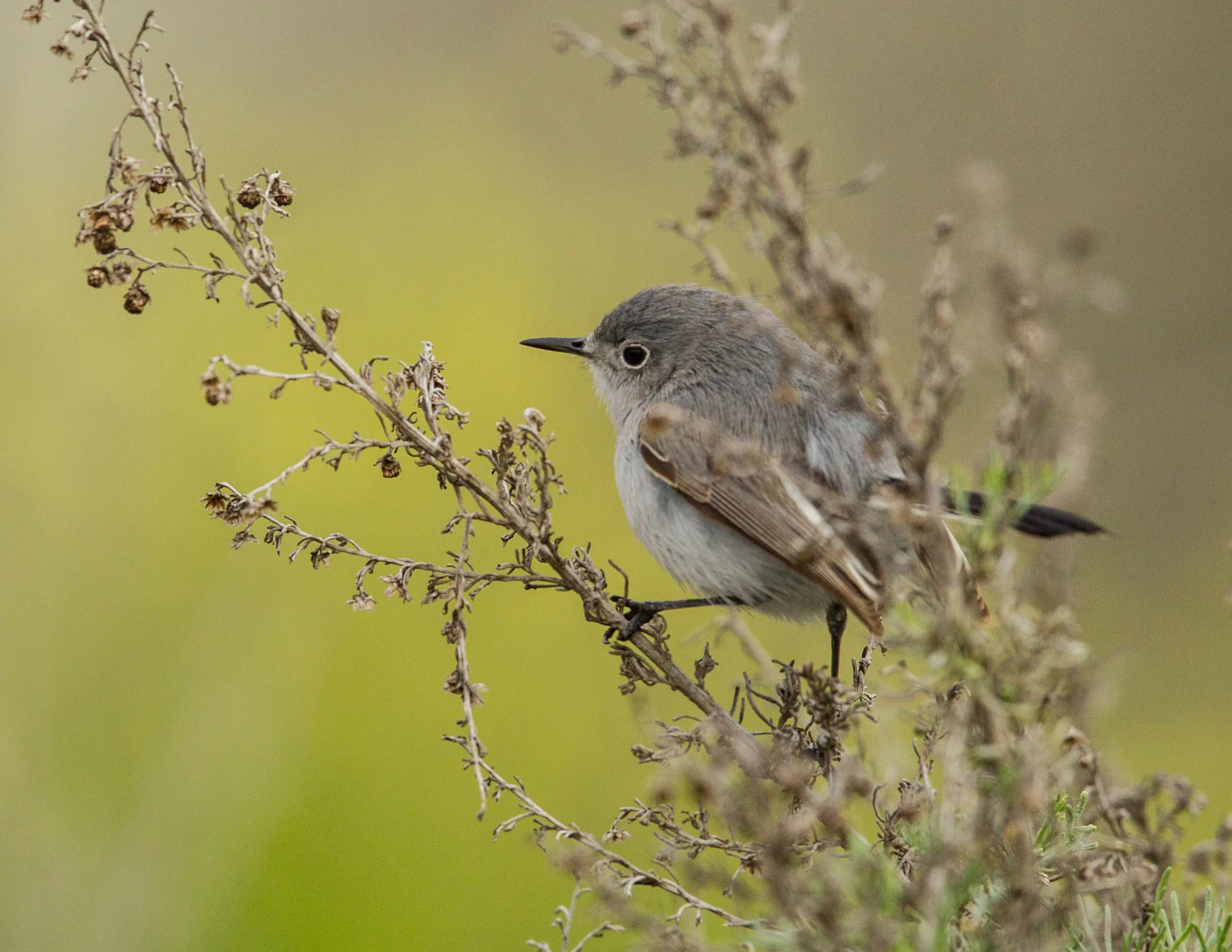  Black-capped Gnatcatcher. Morro Bay, Caflifornia. 