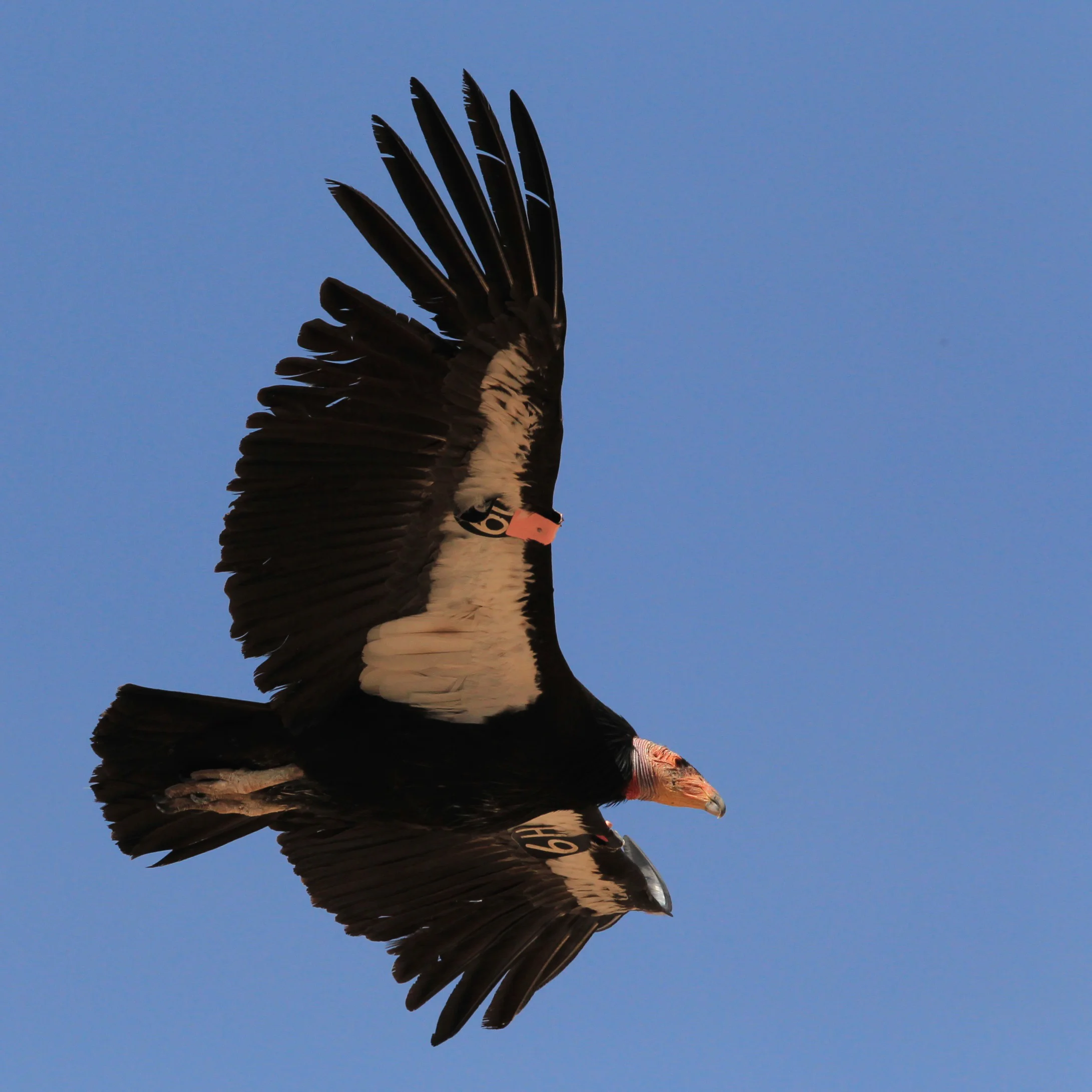  California Condor, Arizona/Utah area. 