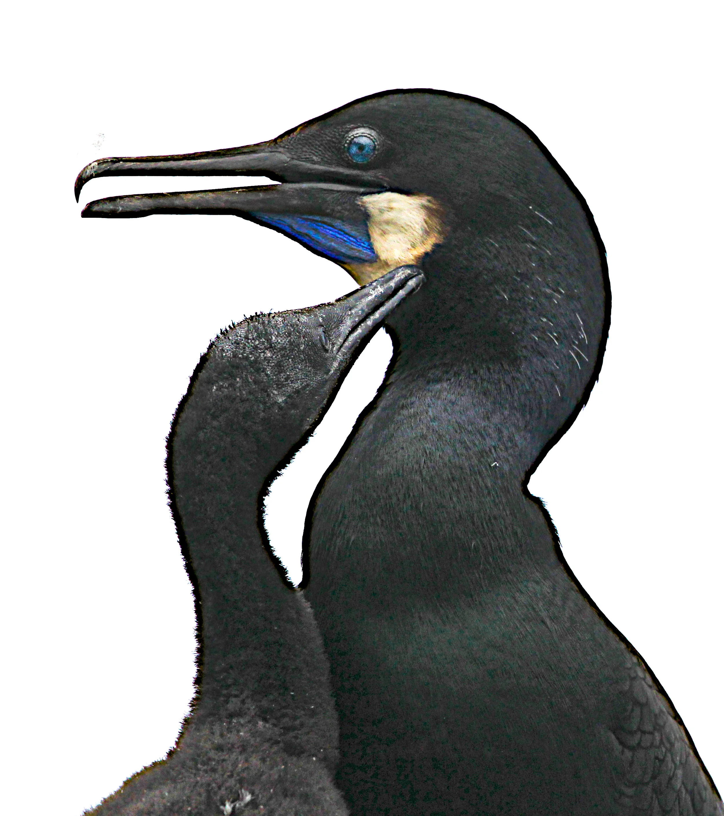  Brandt's Cormorant,chick, Moss Landing, Ca. 