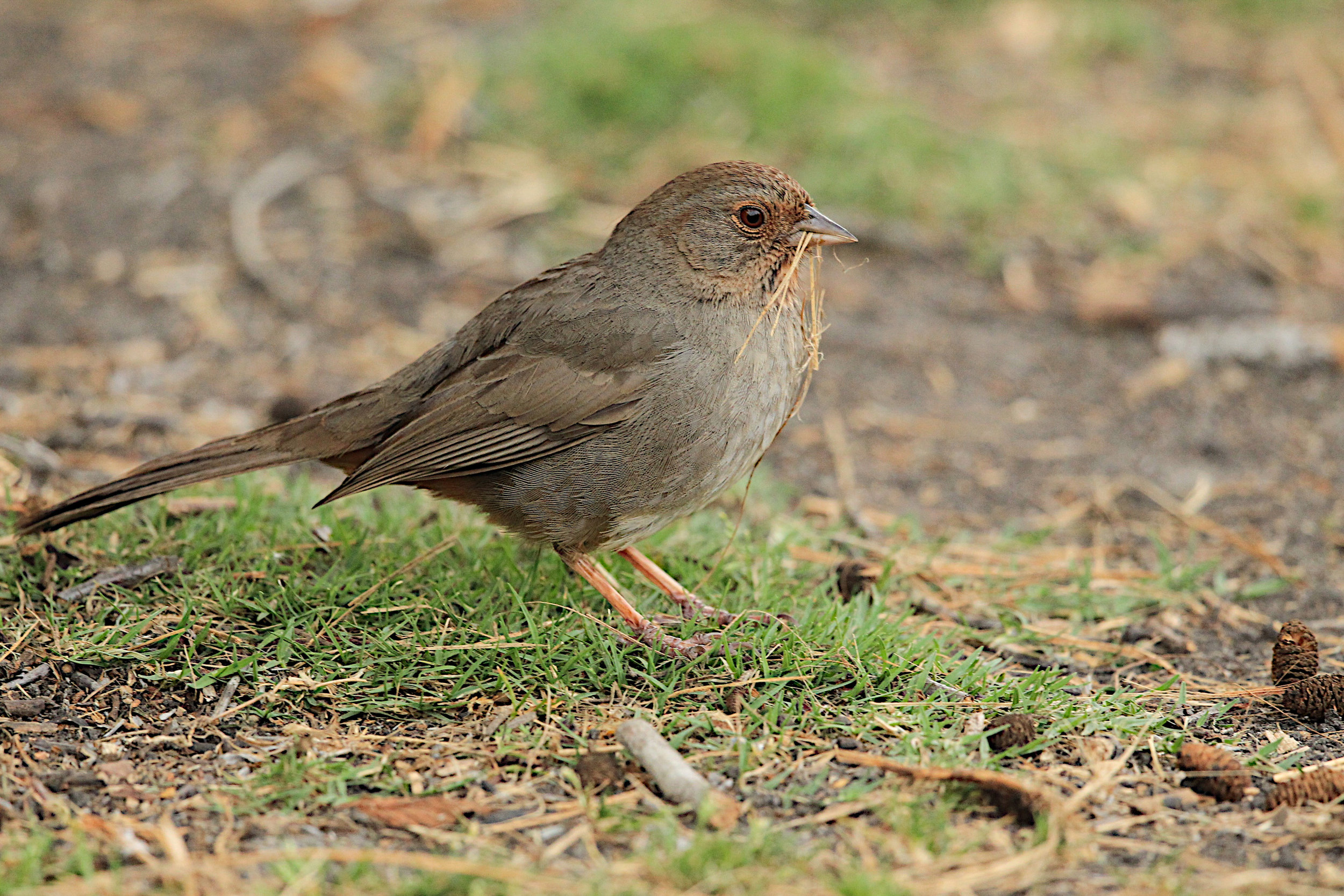  Brown Towhee,California 