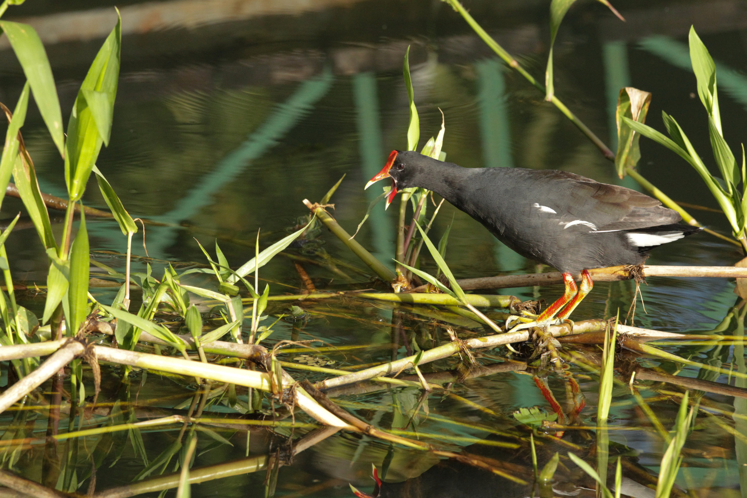  Common Moorhead, Panama. 