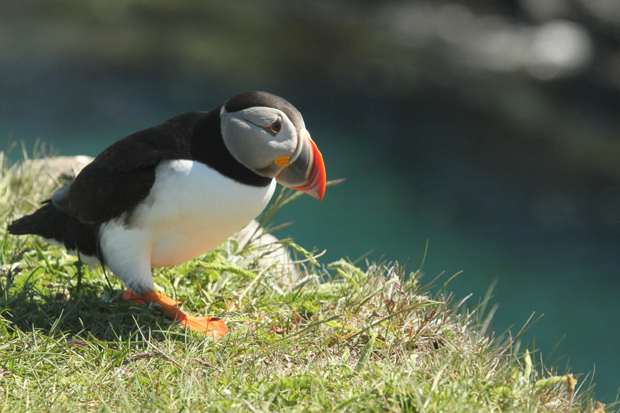  Atlantic Puffin, Newfoundland, Canada. 
