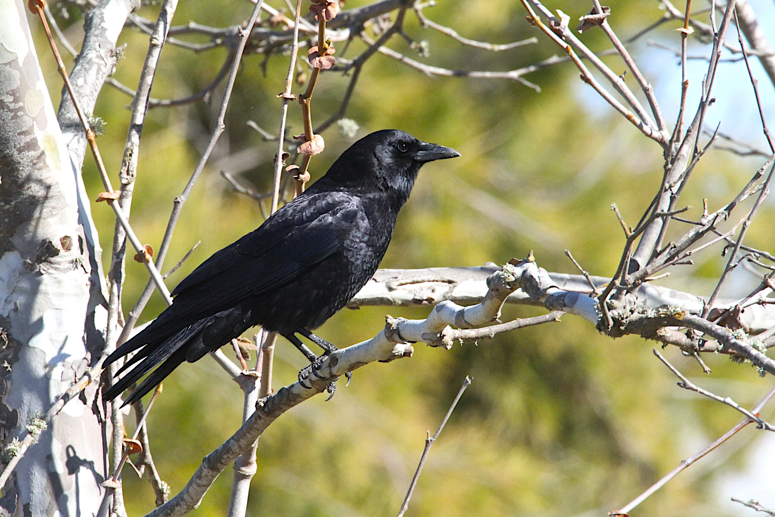  Common Raven. California. 