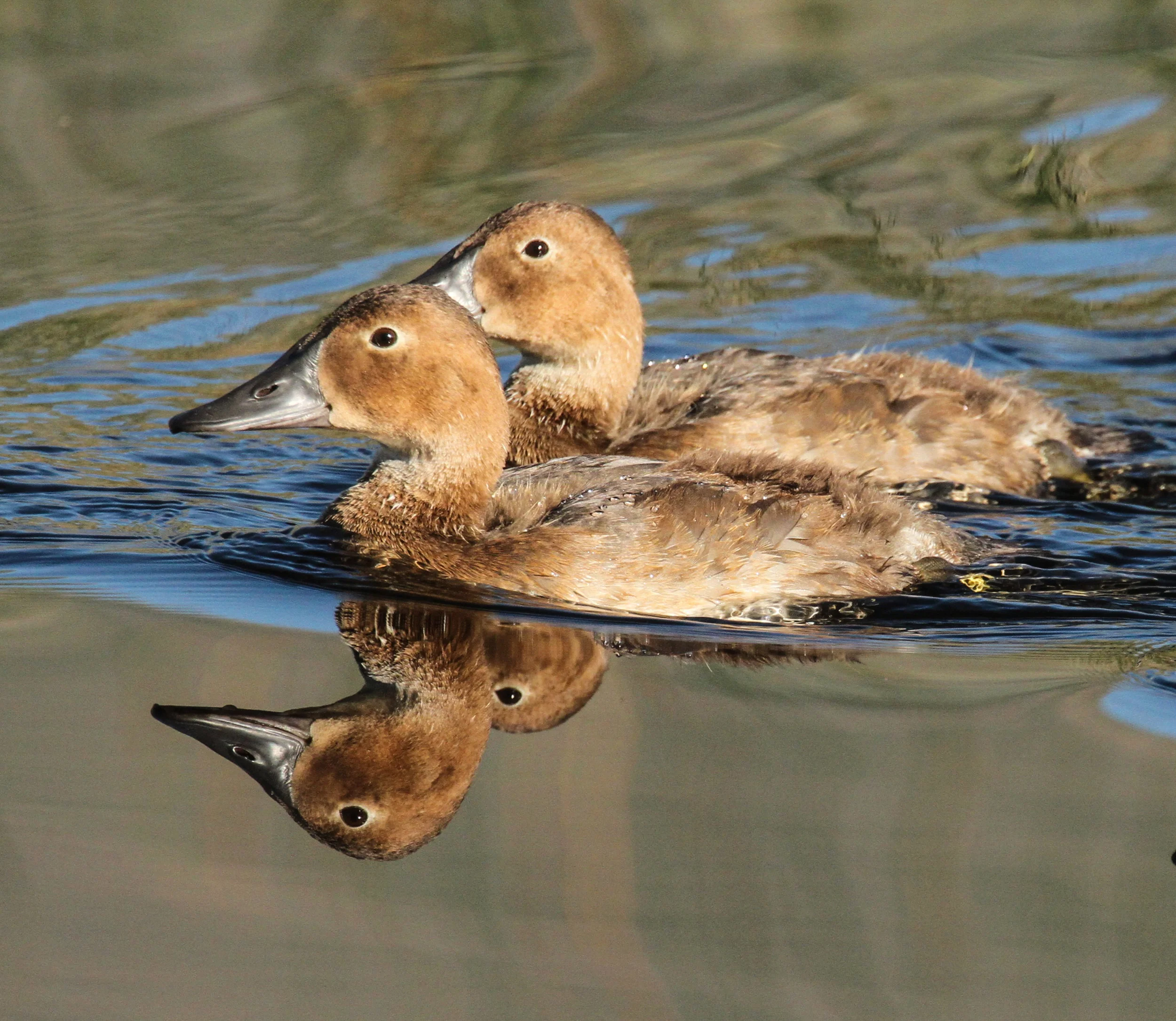  Canvasback, Ruby Mtn. Nevada, area 