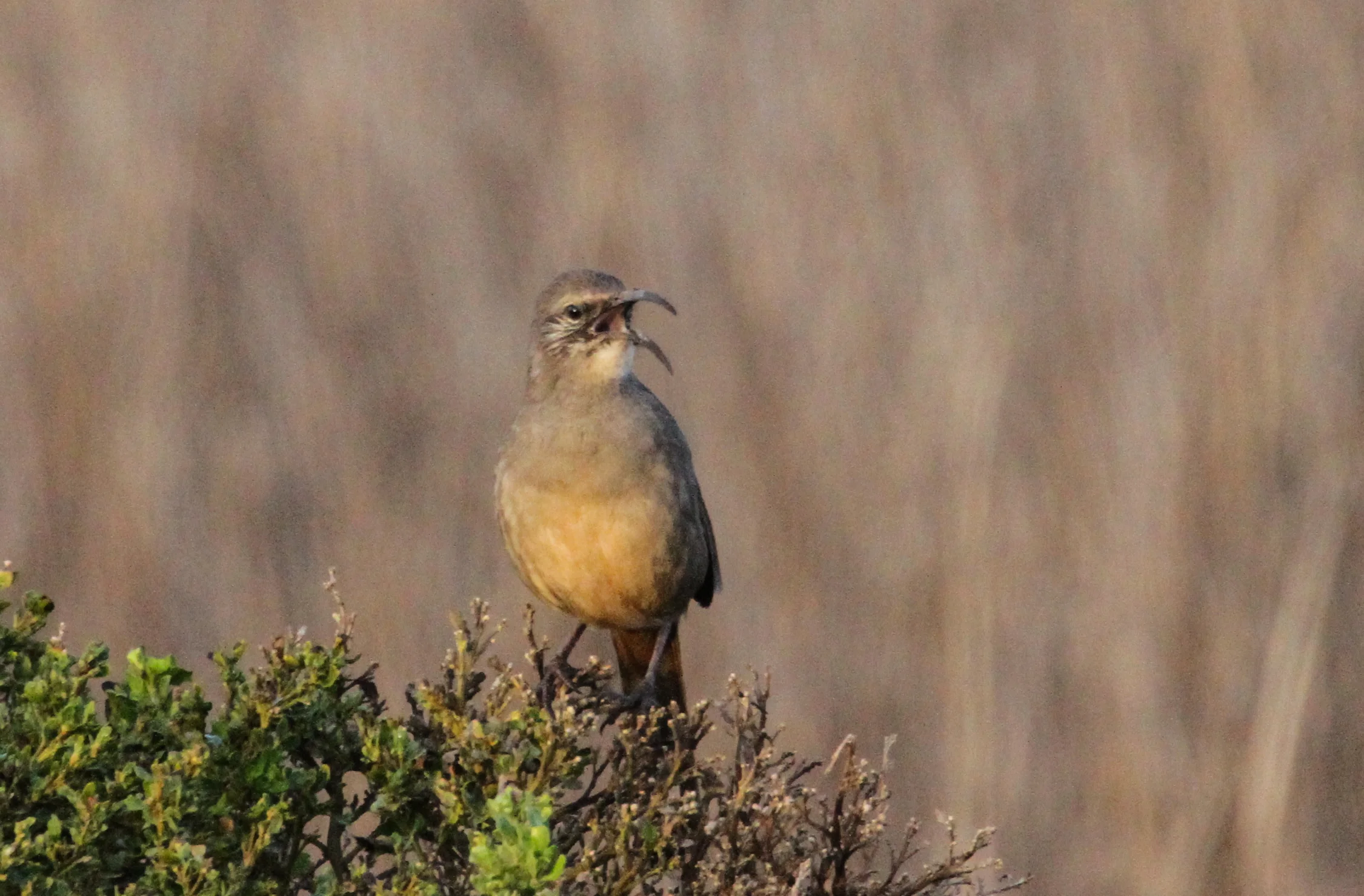  California Thrasher, near Morro Bay, Ca. 