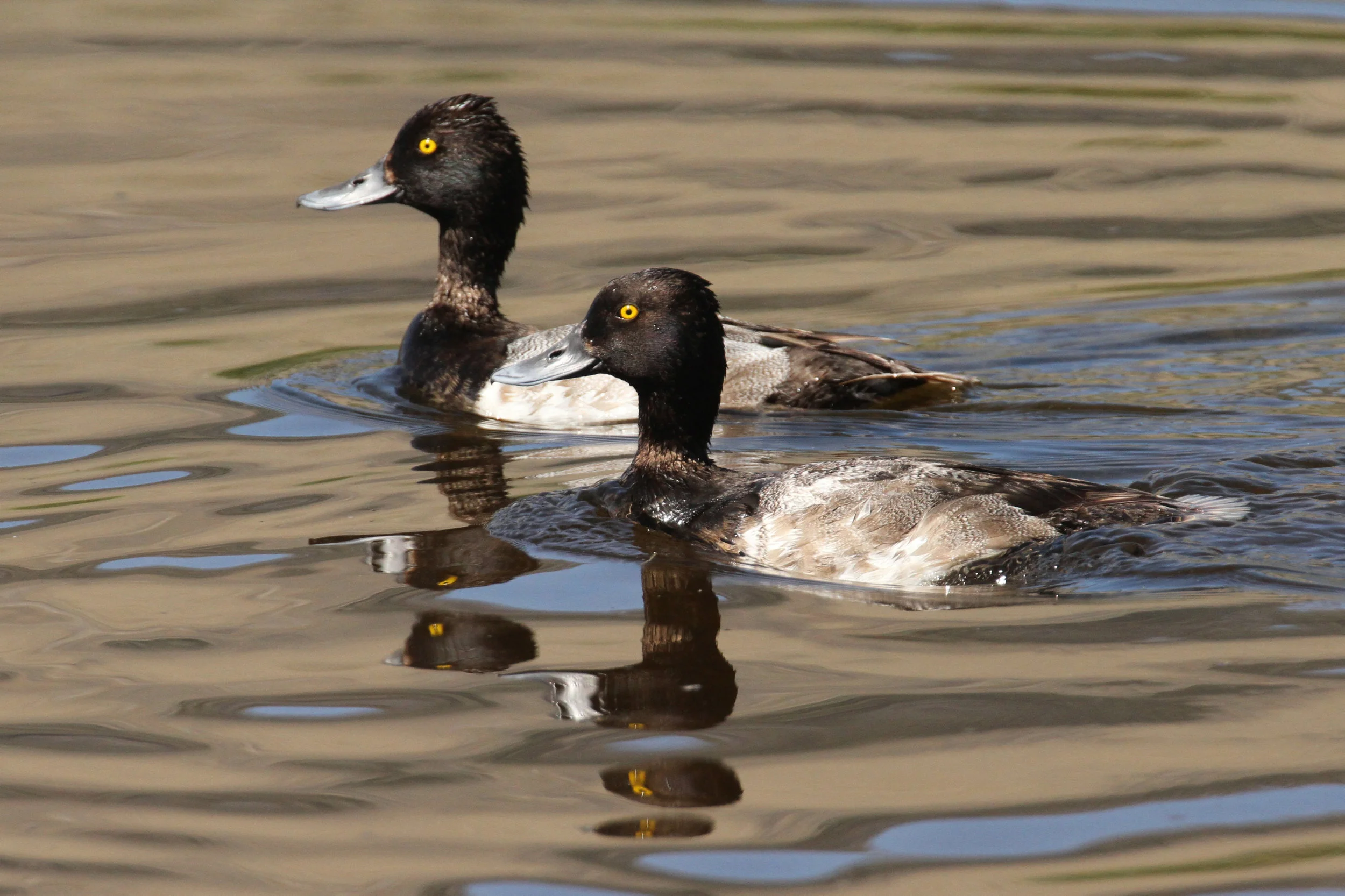  Common Goldeneye Ducks, Grand Tetons, Wy. 