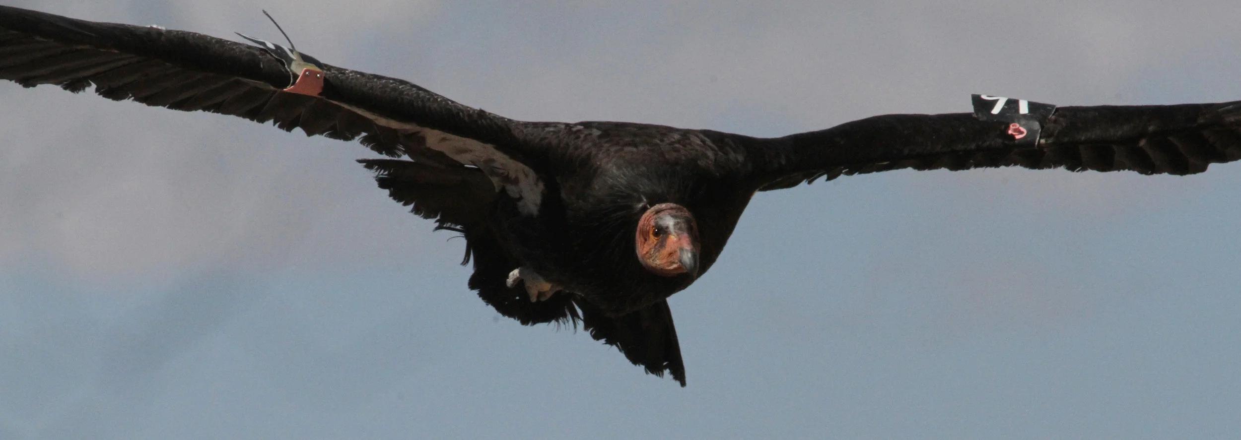  California Condor, Arizona/Utah area. History: Female. Born 4/21/09. Released to the wild 9/11  All these condor photos were taken in 2014    