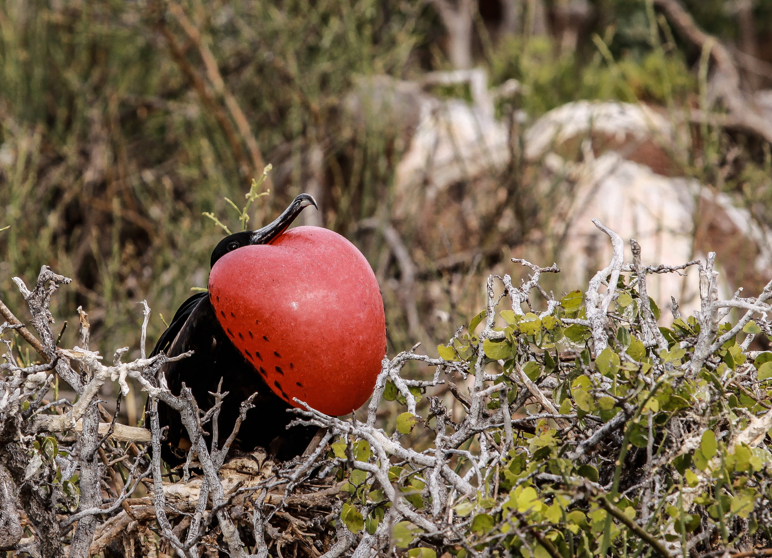  Frigatebird. Galapagos Island.&nbsp; 