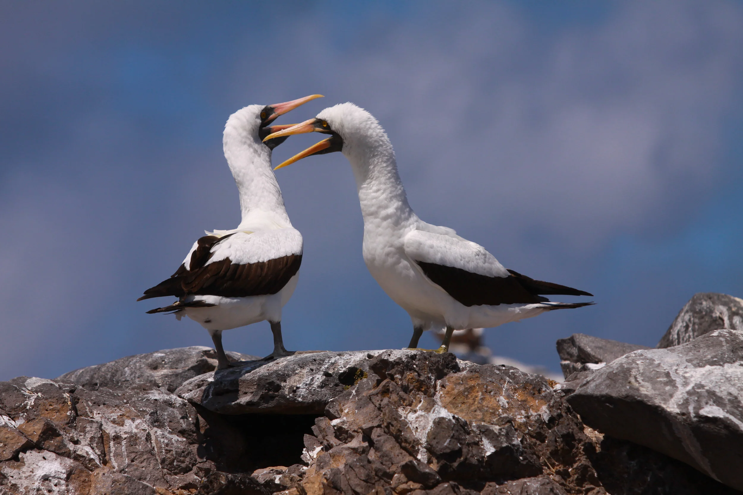  Nazca Booby, Galapagos Island.&nbsp; 