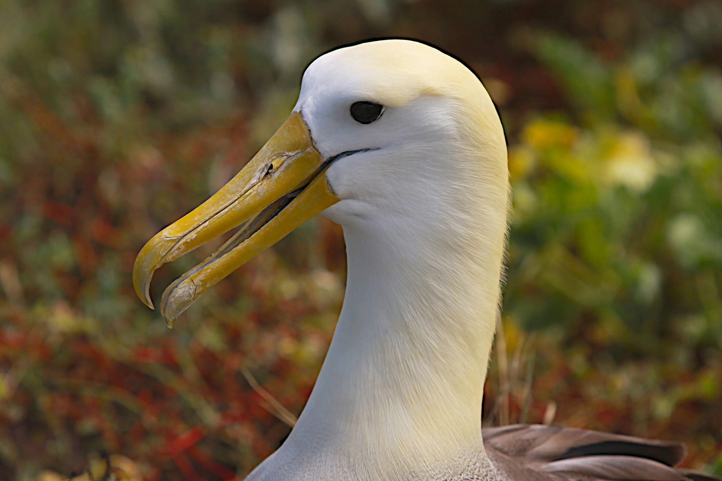  Waved Albatross, Galapagos Islands. 