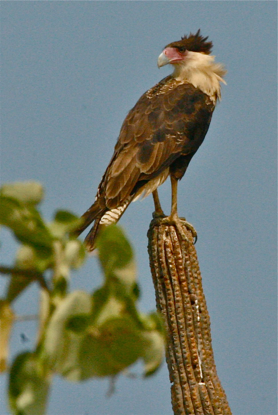  Crested Caracara, Baja, Mexico. 