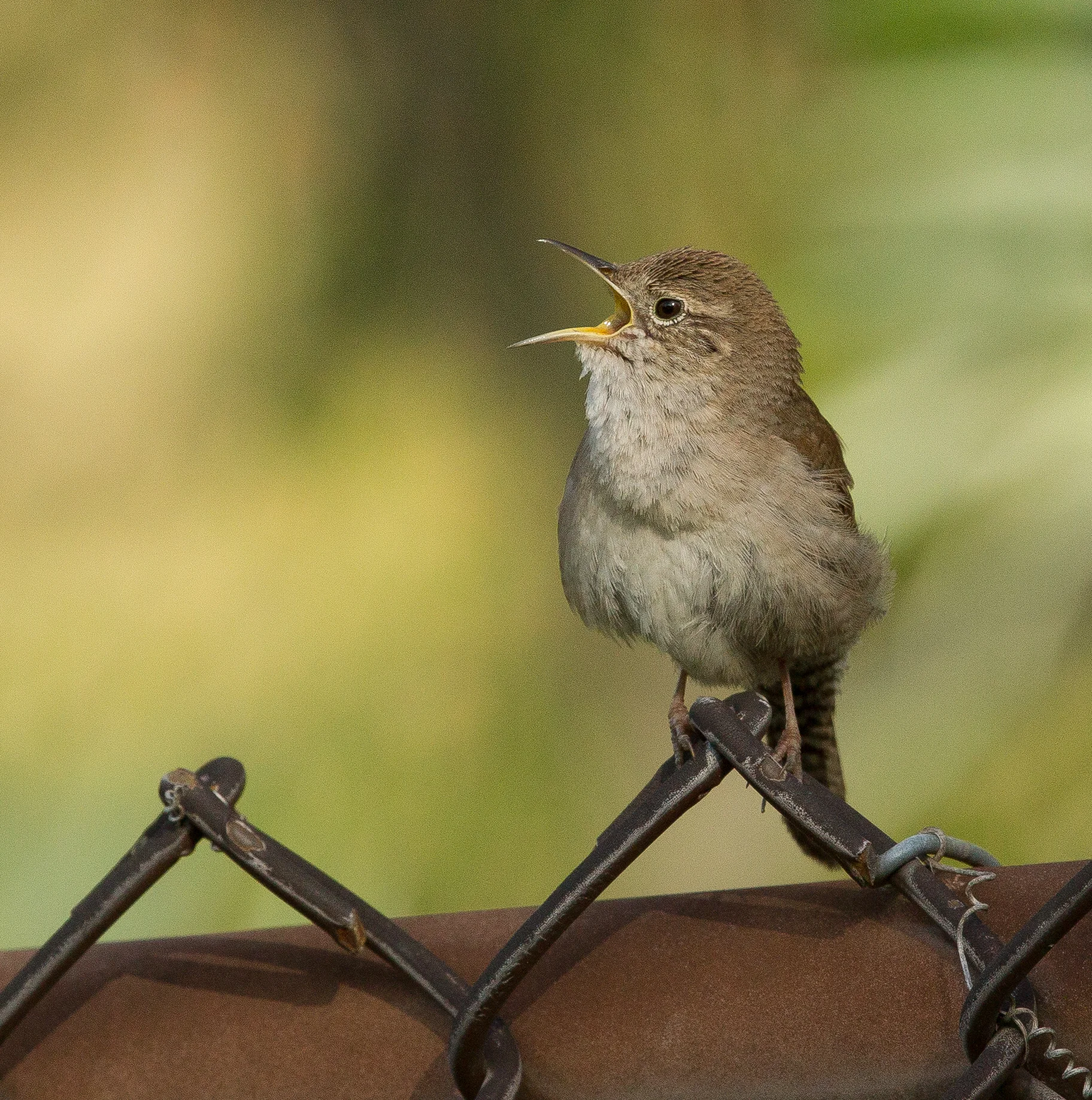  House Wren. California 