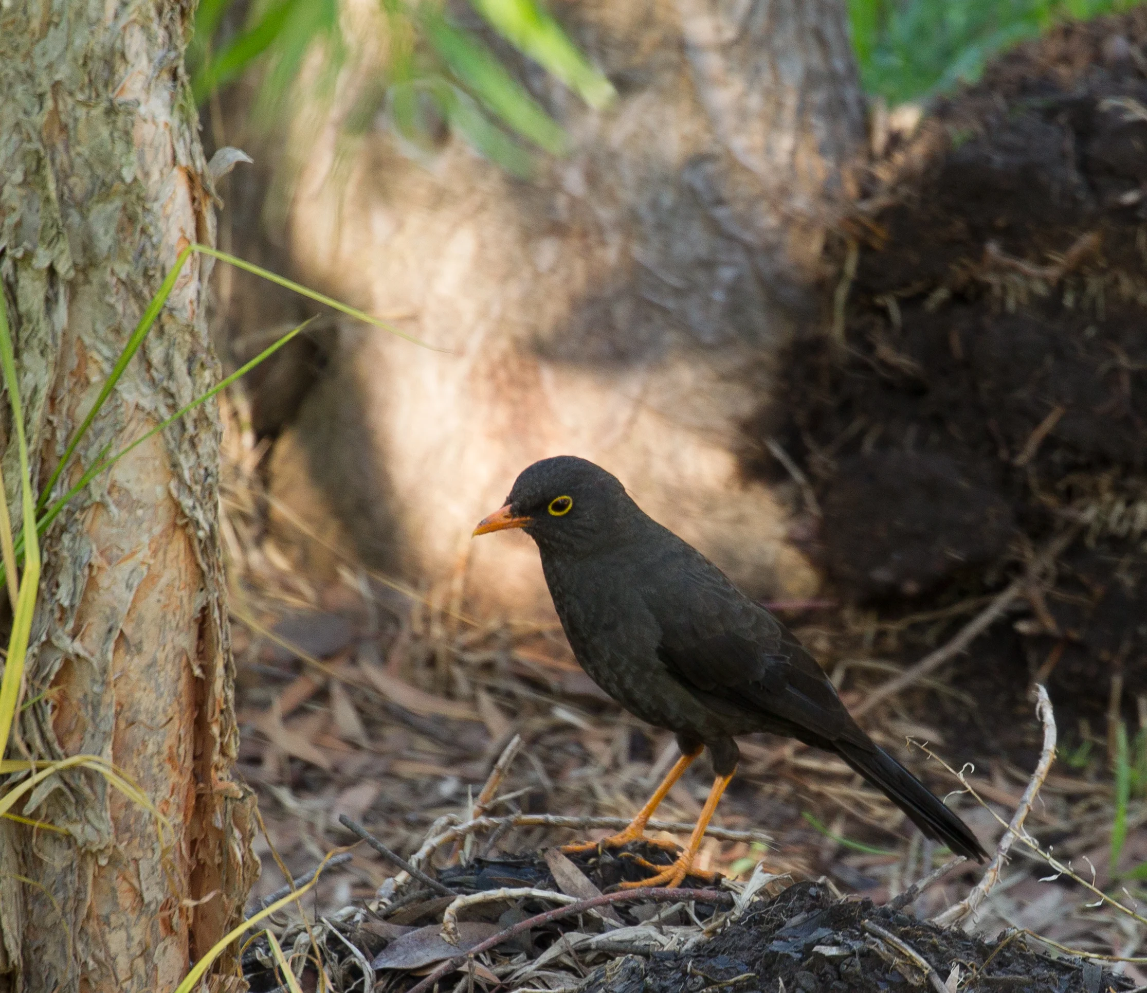  Glossy-black Thrush, Ecuador. 