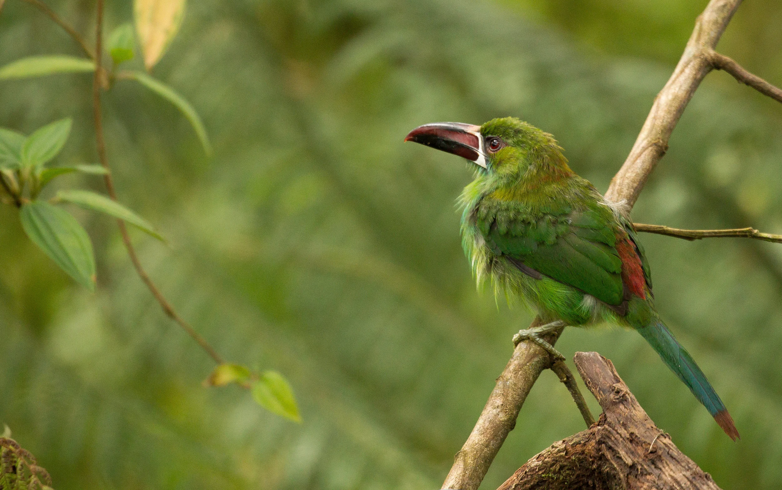  Crimson-rumped Toucanet, Ecuador. 