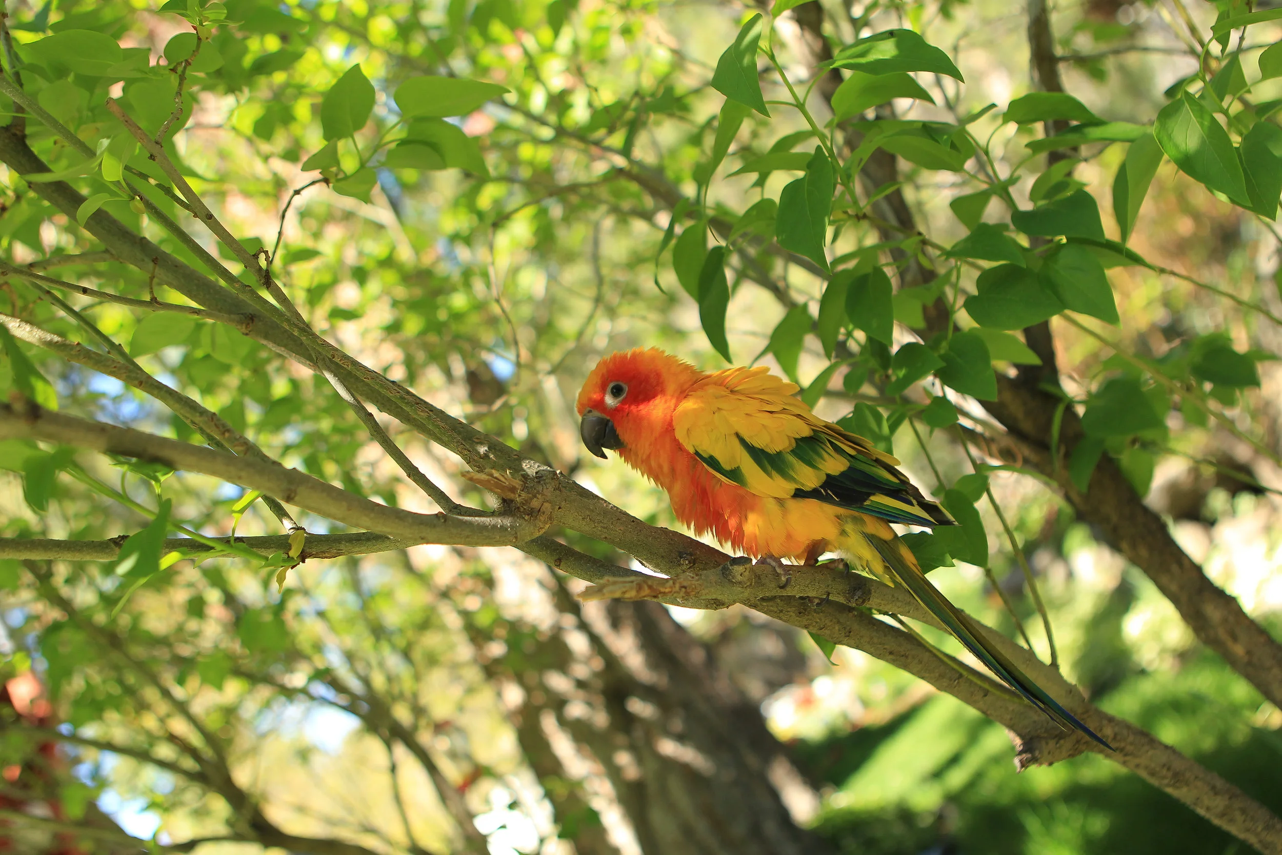  &nbsp;A neighbor's parrot. Floriston California 