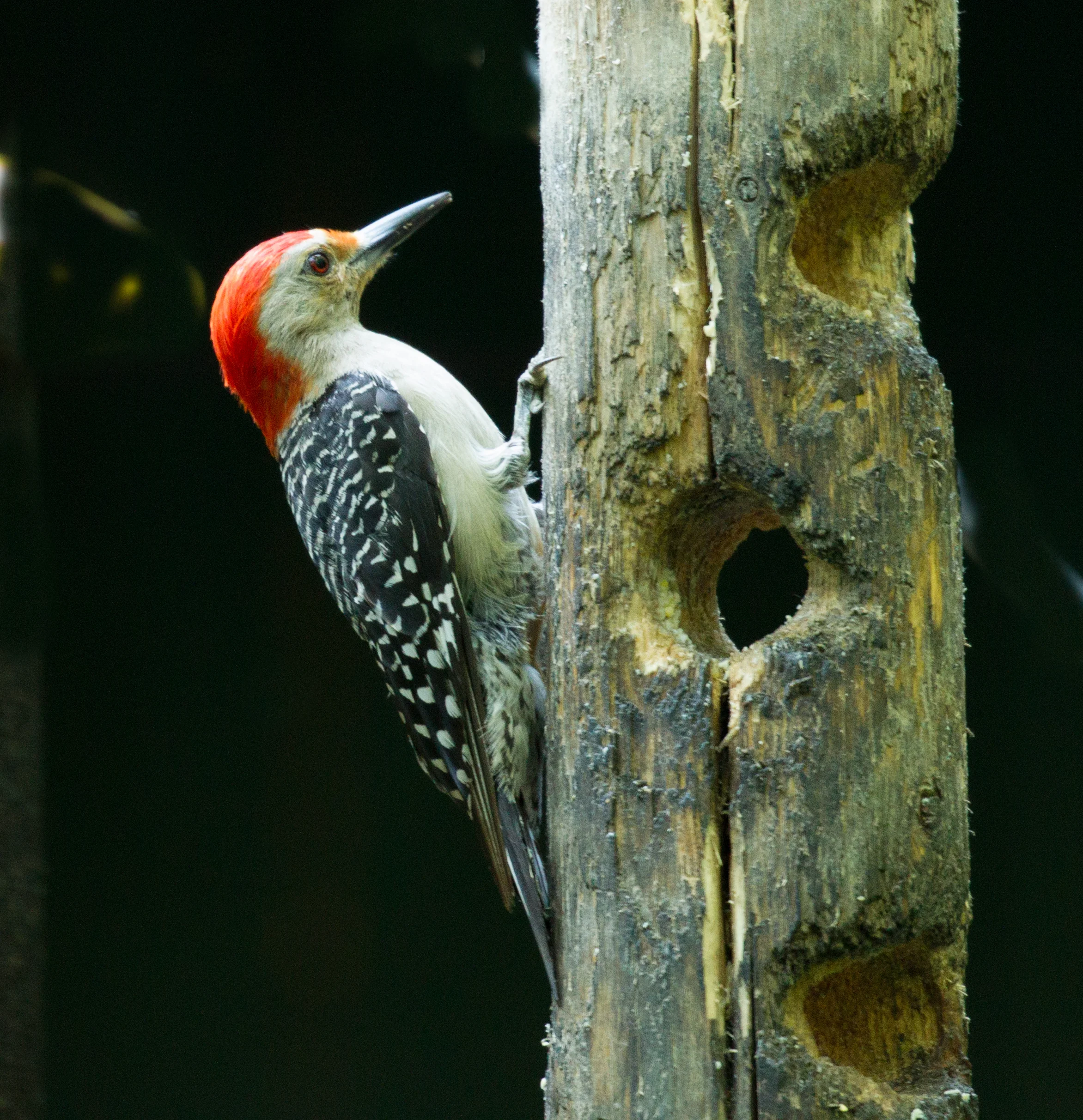  Red-bellied Woodpecker, Minnesota. 