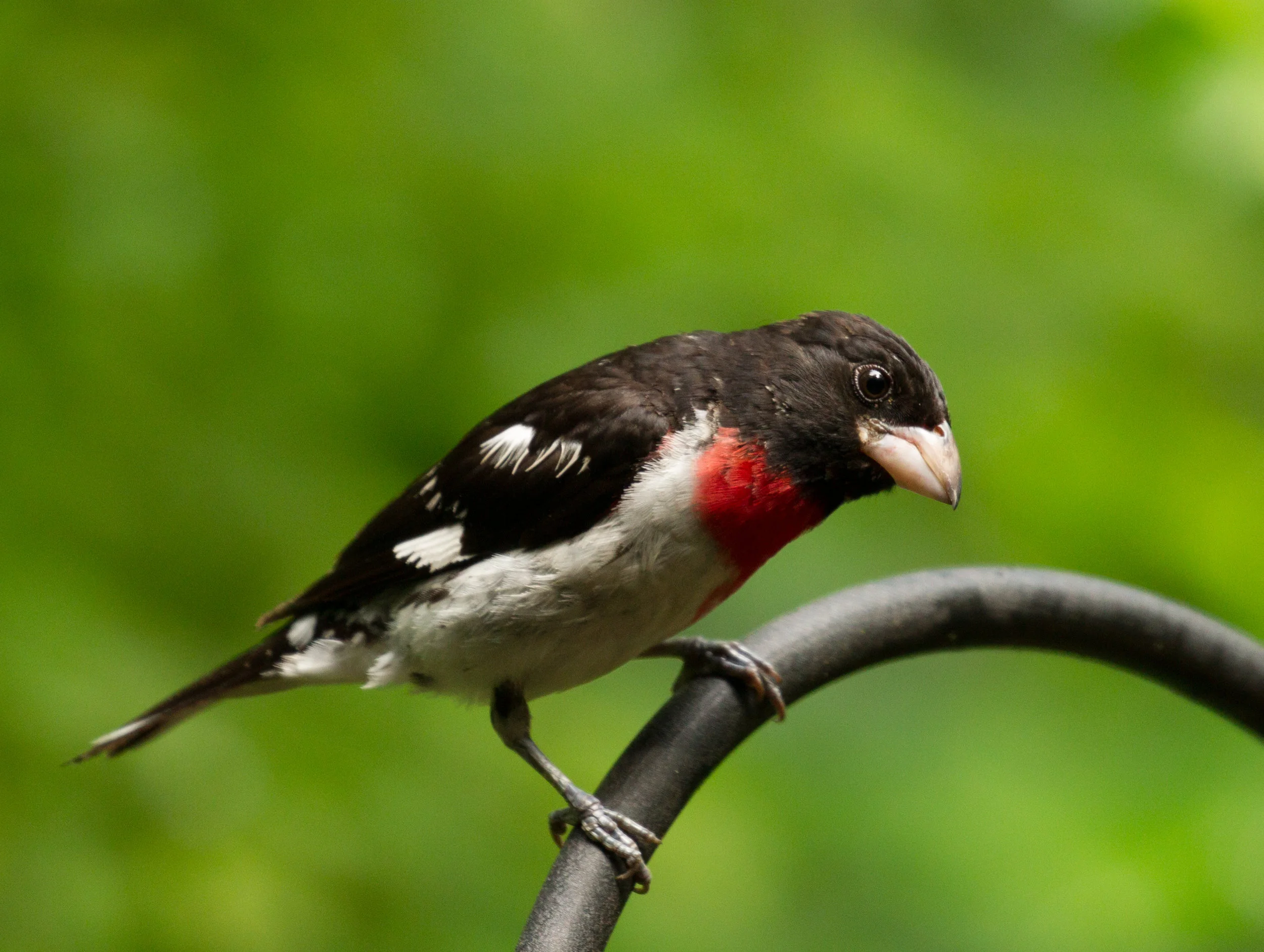  Red-breasted Grosbeak, Minnesota. 