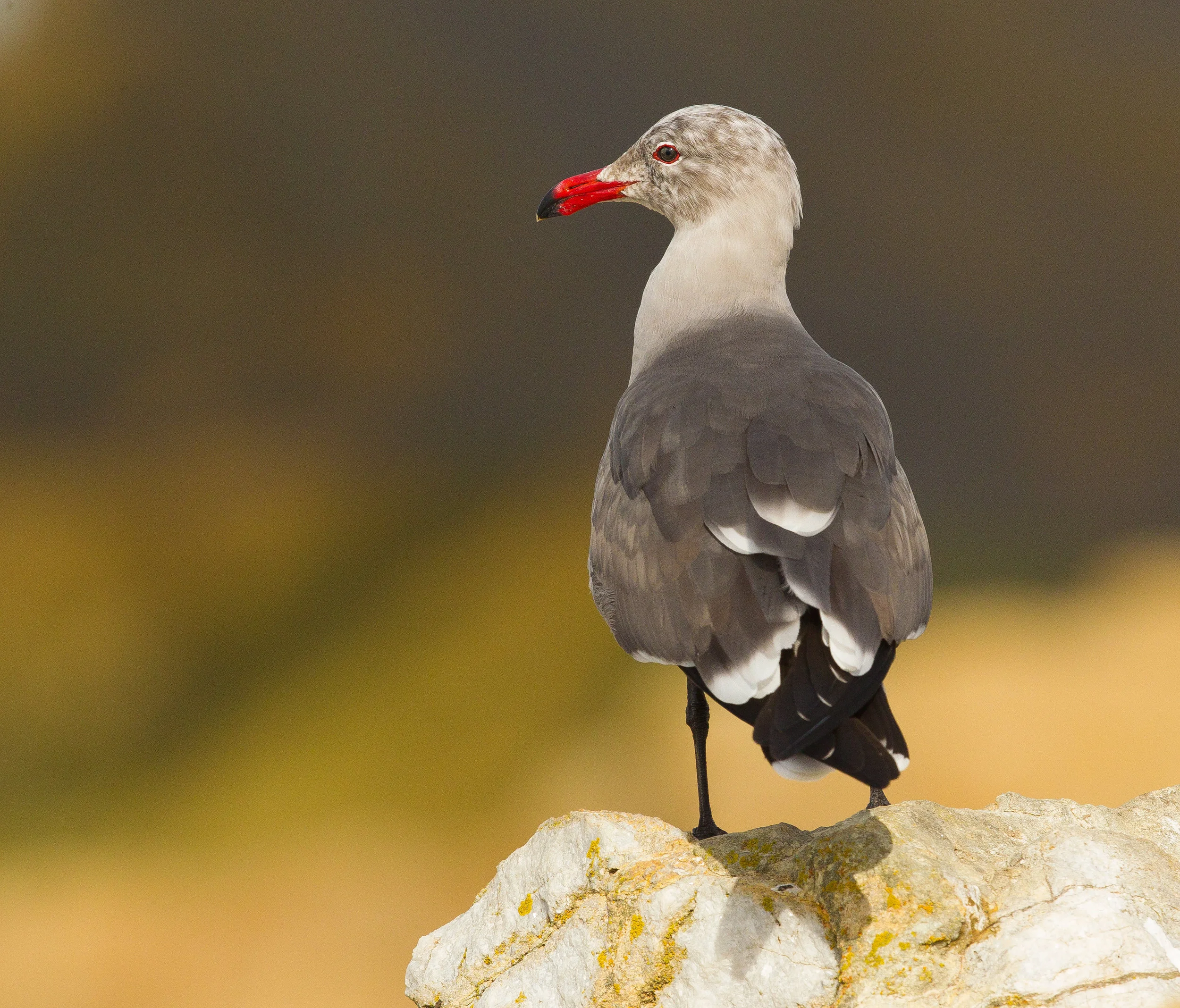  Herman's Gull. Northern California. 