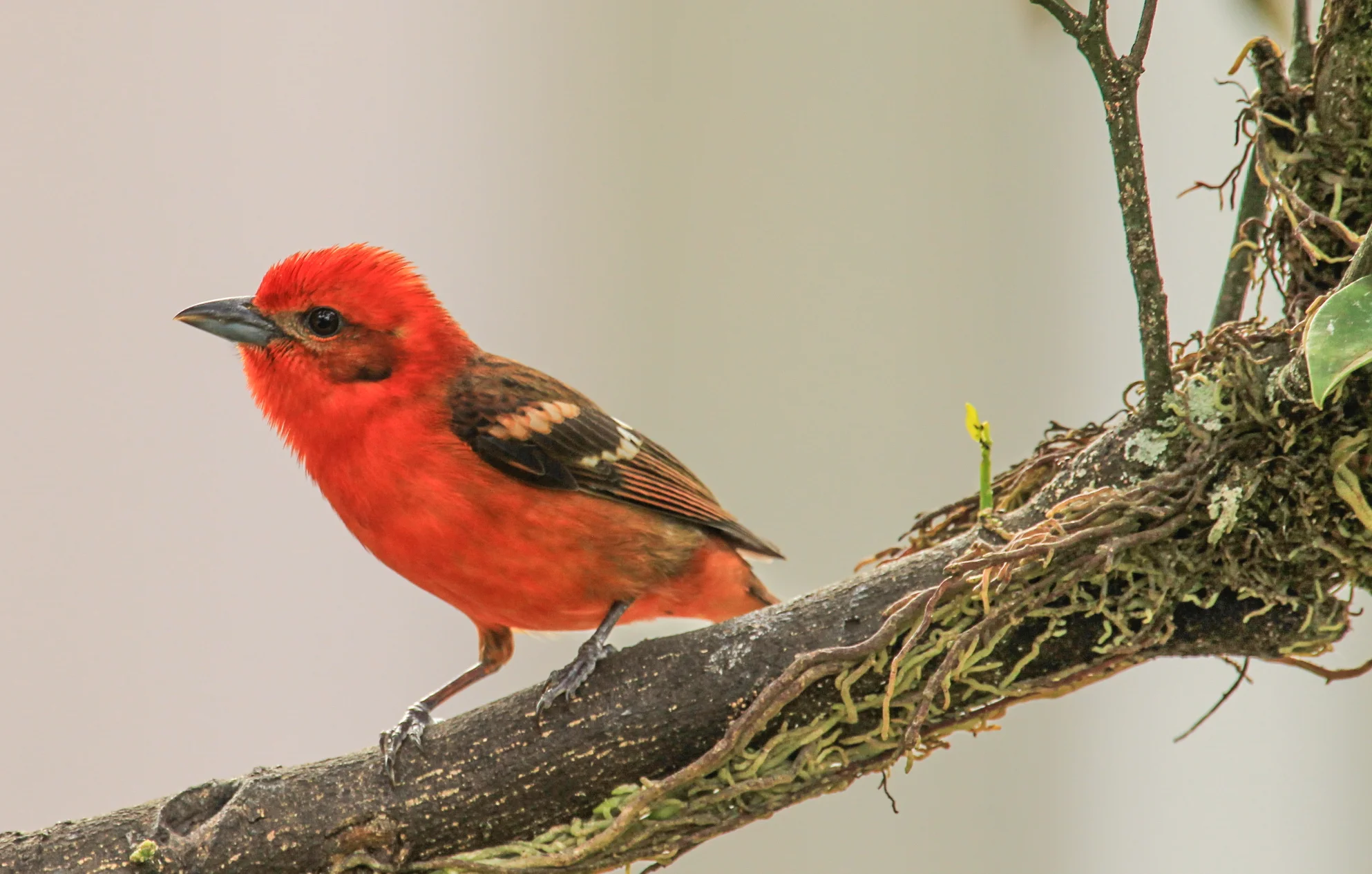  Flamed-colored Tanager, Panama. 