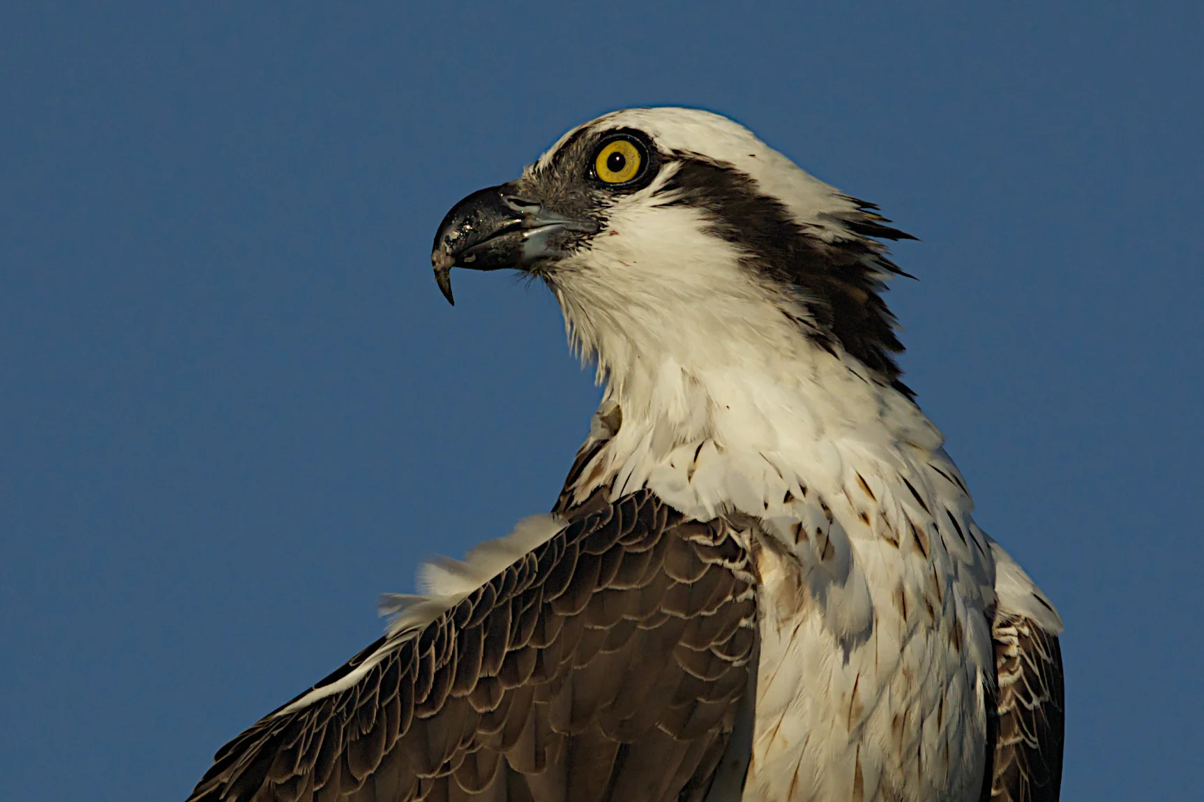 Osprey, Baja, Mexico 