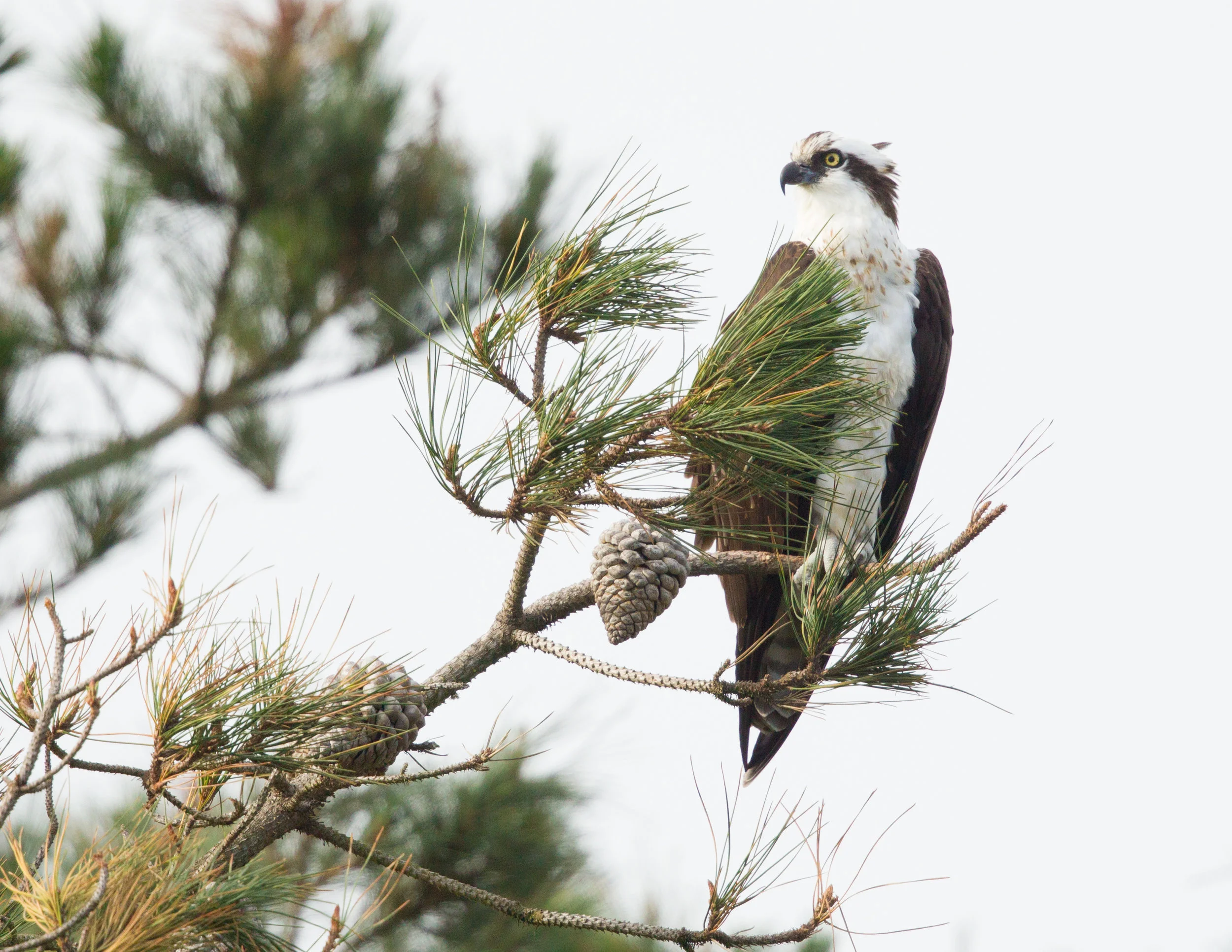 Oprey, Morro Bay, Ca. 